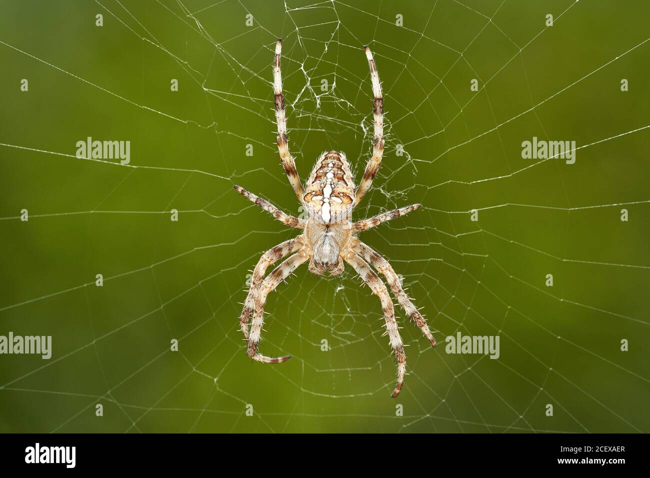 detailed close-up macro of a european garden spider lying in wait in her web Stock Photo