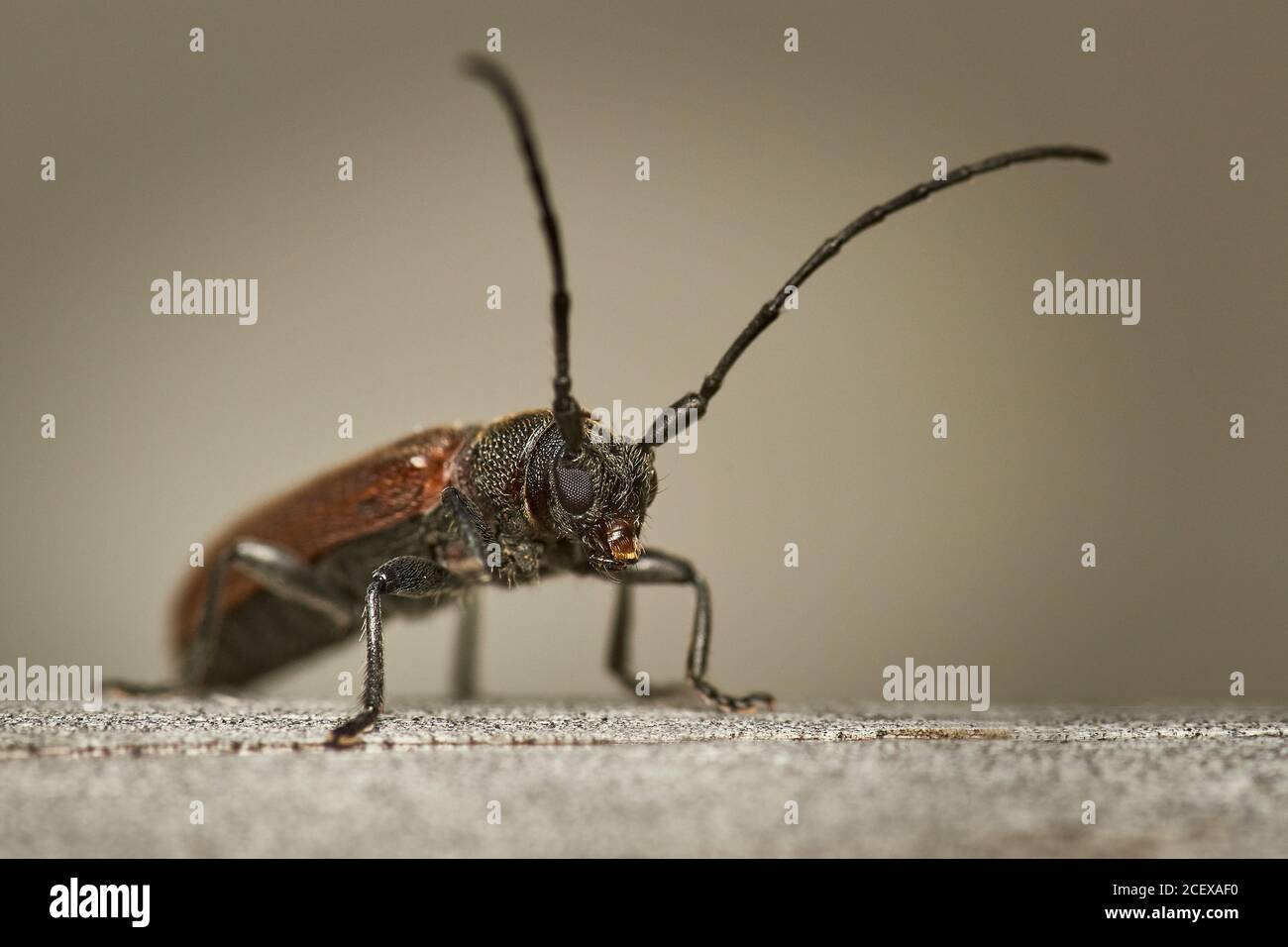 detailed close-up macro of a brown longhorn beetle sitting on wooden surface Stock Photo