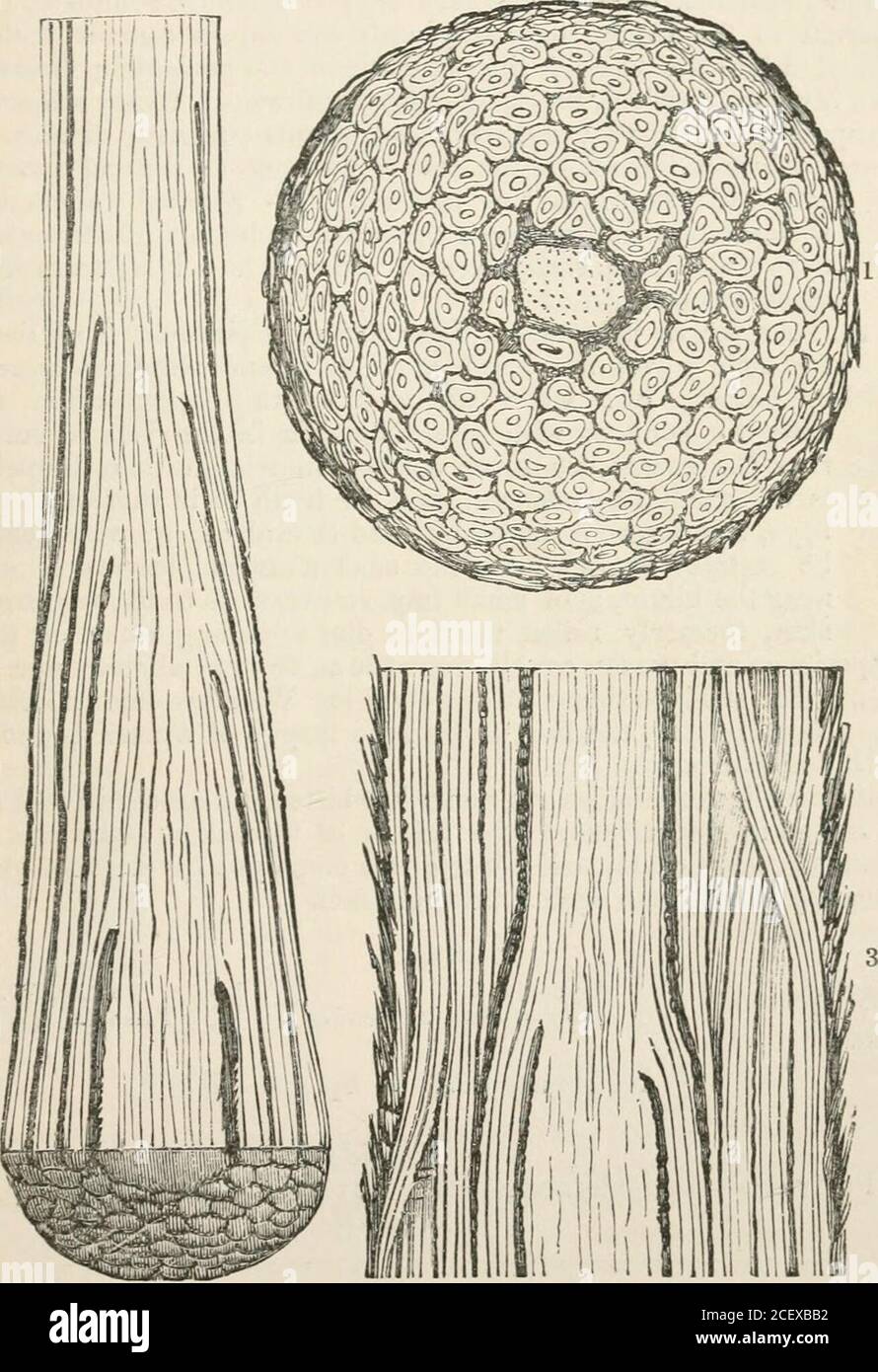 . The vegetable kingdom : or, The structure, classification, and uses of plants, illustrated upon the natural system. Fig, C—Landscape with Vellozias ; Martins. Narcissales. ] I.—Hcemodorece. Perianth smooth, short.HBemodorum, Sm.Phlebocarya, R. Br. II.—Ccnostylece. Perianth woolly, long.Dilatriii, Berg.Lachnanthes, Elliot. Heritiera, Gmel. GyrotJieca, Salisb. H^MODORACE^. GENERA. Lanaria, Thitnb. Argolasia, Juss. Augea, Retz.Anigosanthus, LabiU. Anigozia, Salisb. Anwgosanthus, Reich. Schwcegrichenia, Spr.Androstemma, LMdl.Conostylis, R. Br.Blancoa, Litldl. Numbers. Gen. 13. Sp. 50. 153 Aletri Stock Photo