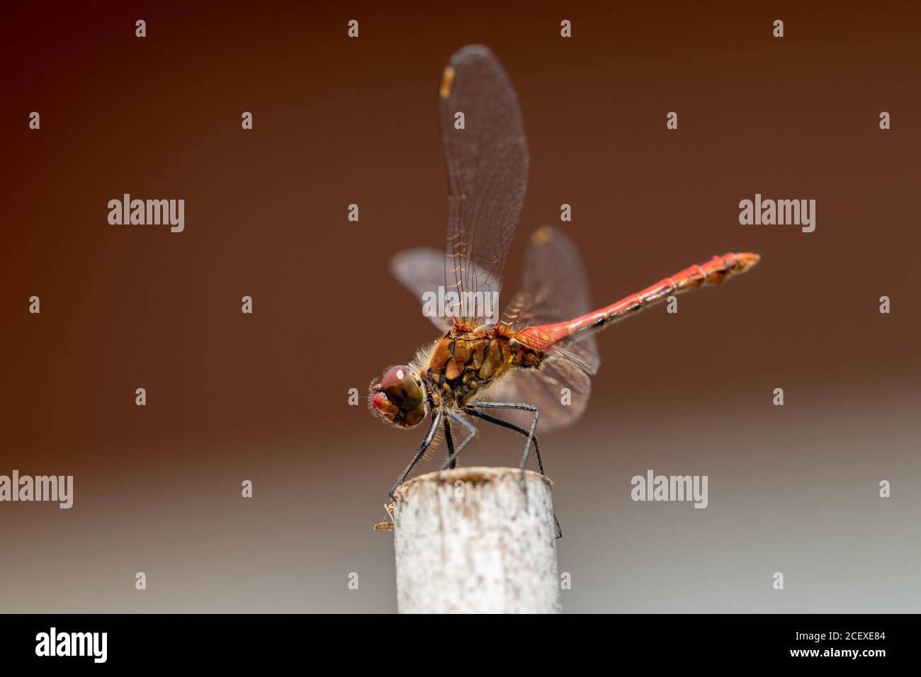 Dragonfly background. Closeup of a blood red dragonfly female (Sympetrum sanguineum) with large transparent wings and yellow black body sitting on old Stock Photo