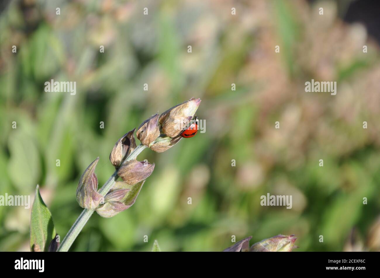 Red lady bug on flower with green background. Stock Photo