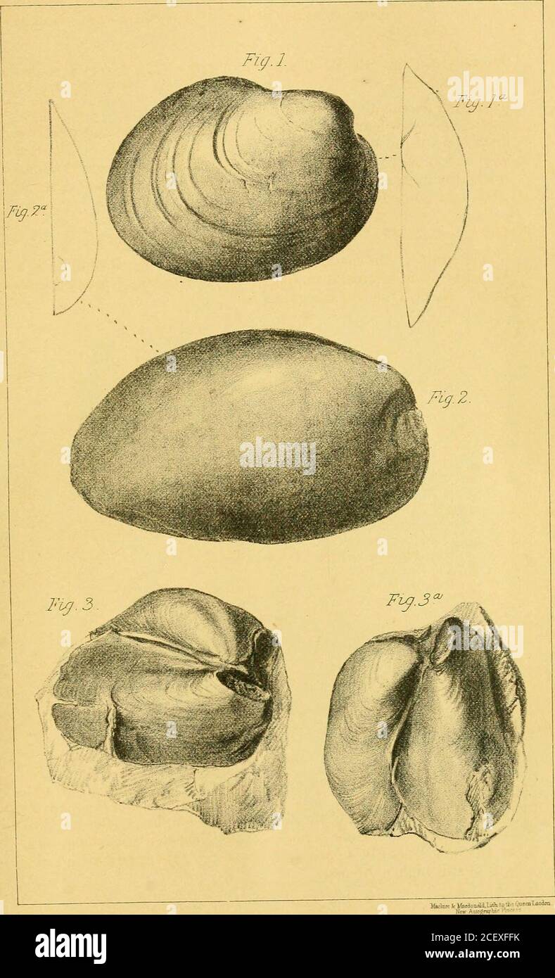 . The Quarterly journal of the Geological Society of London. Shells from the Buolleigh-Salterton pebbles, natural size. Plate IV. Figs. 1, la. Modiopsis armorici (Salter). 2, 2a. Modiolopsis Lebesconti, sp. nov. 3, 3a. Sanguinolites? (contortus, Salter?). Plate V. Fig. 1. Ayiculopecten Tromelini, sp. nov. 2. Pterinea, sp. (lineatula?); 2a. portion of surface enlarged. 3. Pterinea, sp. 4. Pterinea retrofiexa (Hisinger). 5. 5a. Palsearca, sp. 6. 6a. Modiolopsis armorici, internal cast (?). Plate VI. Fig. 1. Avicula, sp. 2, 2a. Cleidophorus? 3. Pterinea, sp. 4, 4a. Lunulacardium Tentricosum. 5. P Stock Photo