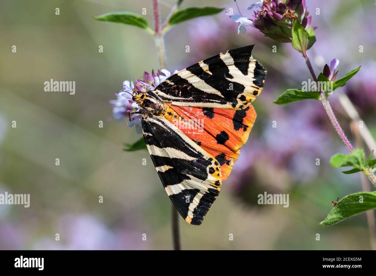 Jersey Tiger Moth Hi res Stock Photography And Images Alamy