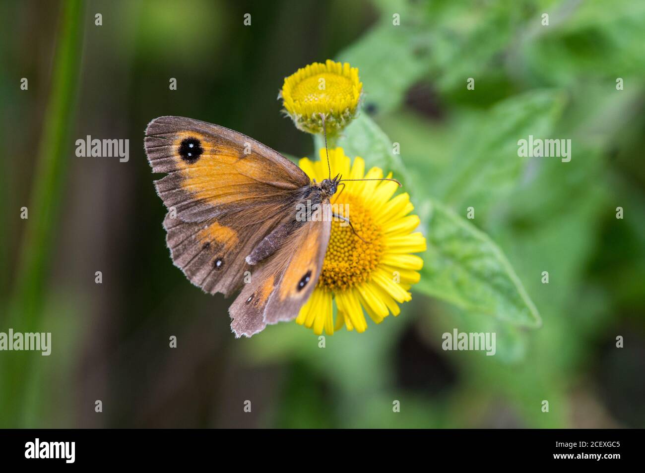 Gatekeeper butterfly nectaring Stock Photo