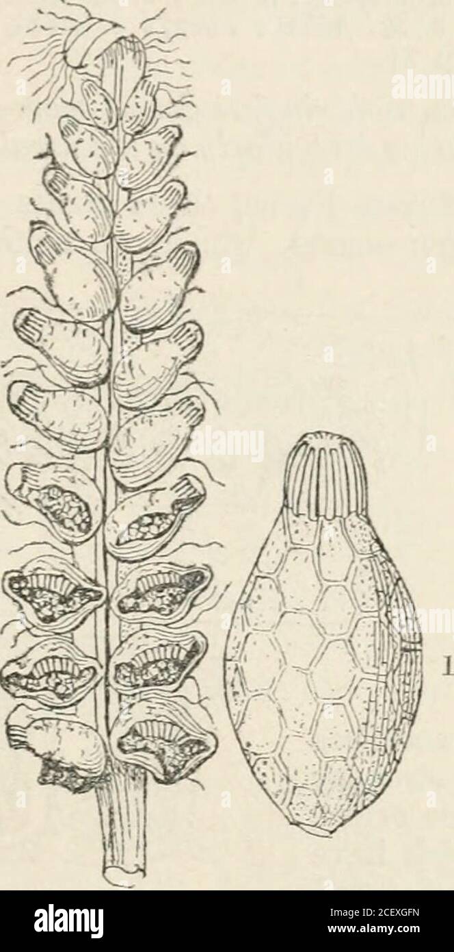 . The vegetable kingdom : or, The structure, classification, and uses of plants, illustrated upon the natural system. Fig. LX. Numbers. Gex. 183. Sp. 2000. Position.—Danseacese.—Polypodiace^.—Ophioglossaceae.Fig. LX.—Schizaea dichotoma ; 1. its spore-case. Fig. LXI.—Spore-case of Todea Frazeri. 82 DAN^ACE.E. [ACROGENS. Order XXV. DANiEACE^.—Dan^aworts. AgjTatse, Sivartz. Synops. (I8O61.—Poropterides, Willd. I. c. 66. (1810).—Dauaeacese, Agardh, I. c. 117.(1822).-Marattiaceas, Kaulf. I. c. 31. (1824) ; Borp, I. c. (1824) ; Mart.ic.pl. crypt. 119. (1834);Endl.gen. xxxi.; Link.filic. sp. p. 31. D Stock Photo
