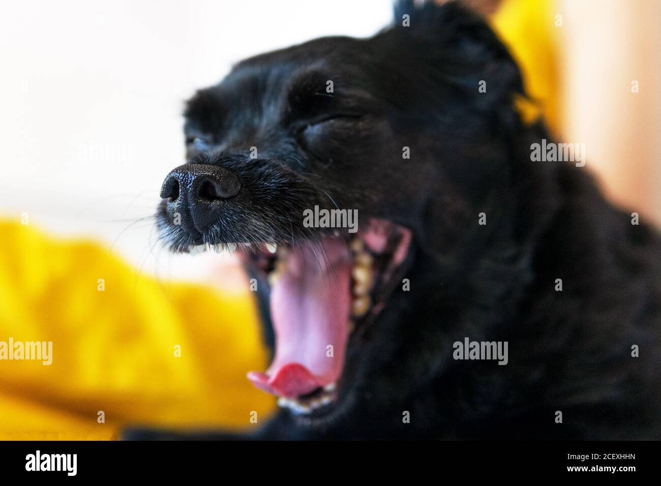 Closeup of cute little puppy sitting at home and sweetly yawning with closed eyes Stock Photo
