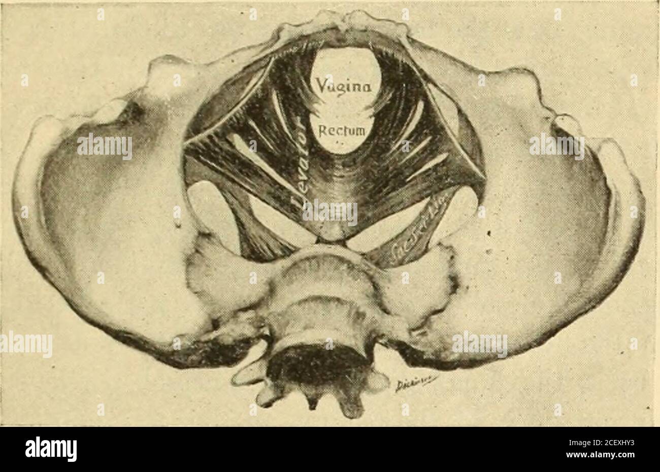 Pelvis, Encyclopedia, , Learn anatomy