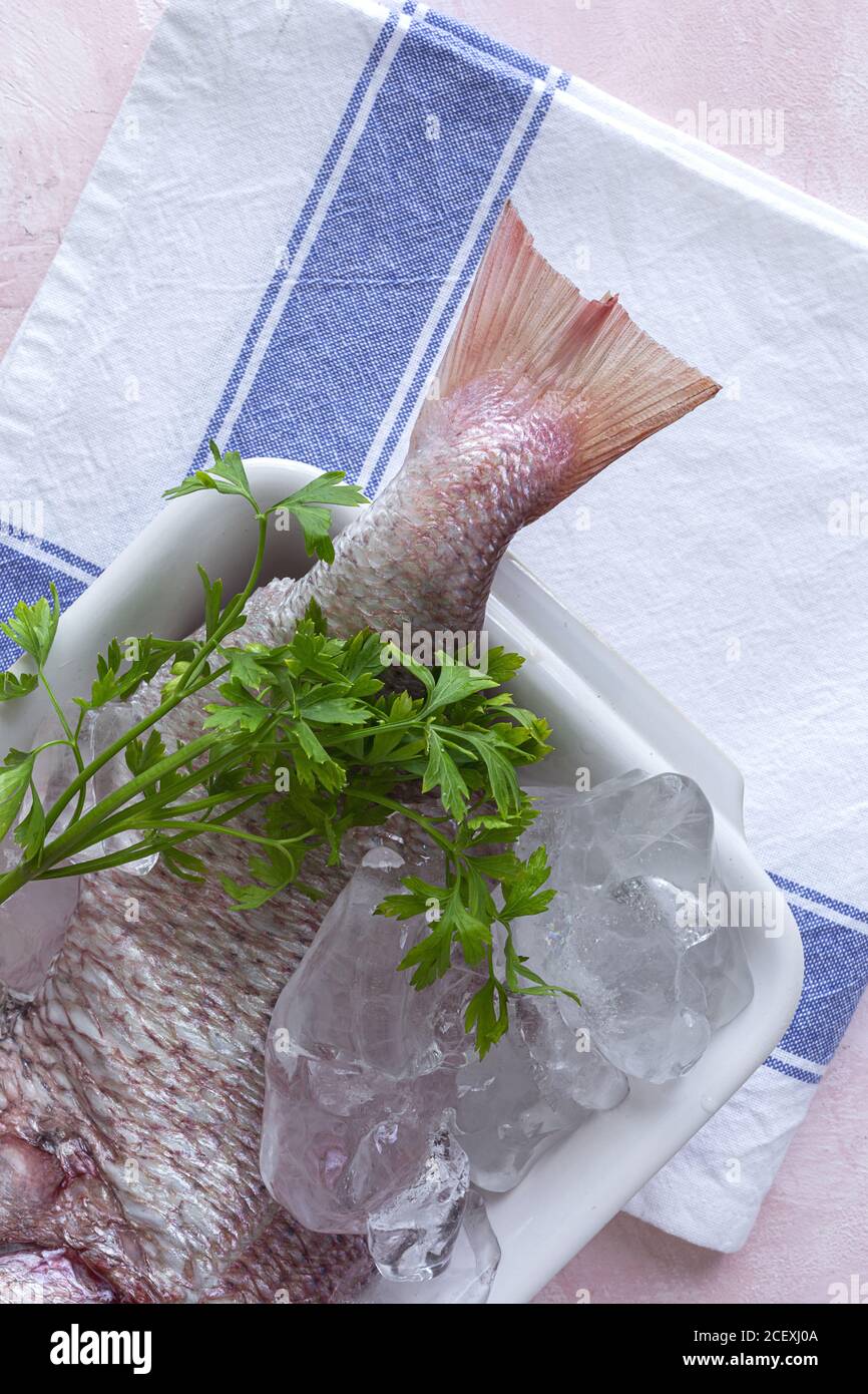 Top view of raw Pagrus major fish in plate with ice cubes and fresh parsley placed on table in cafe Stock Photo