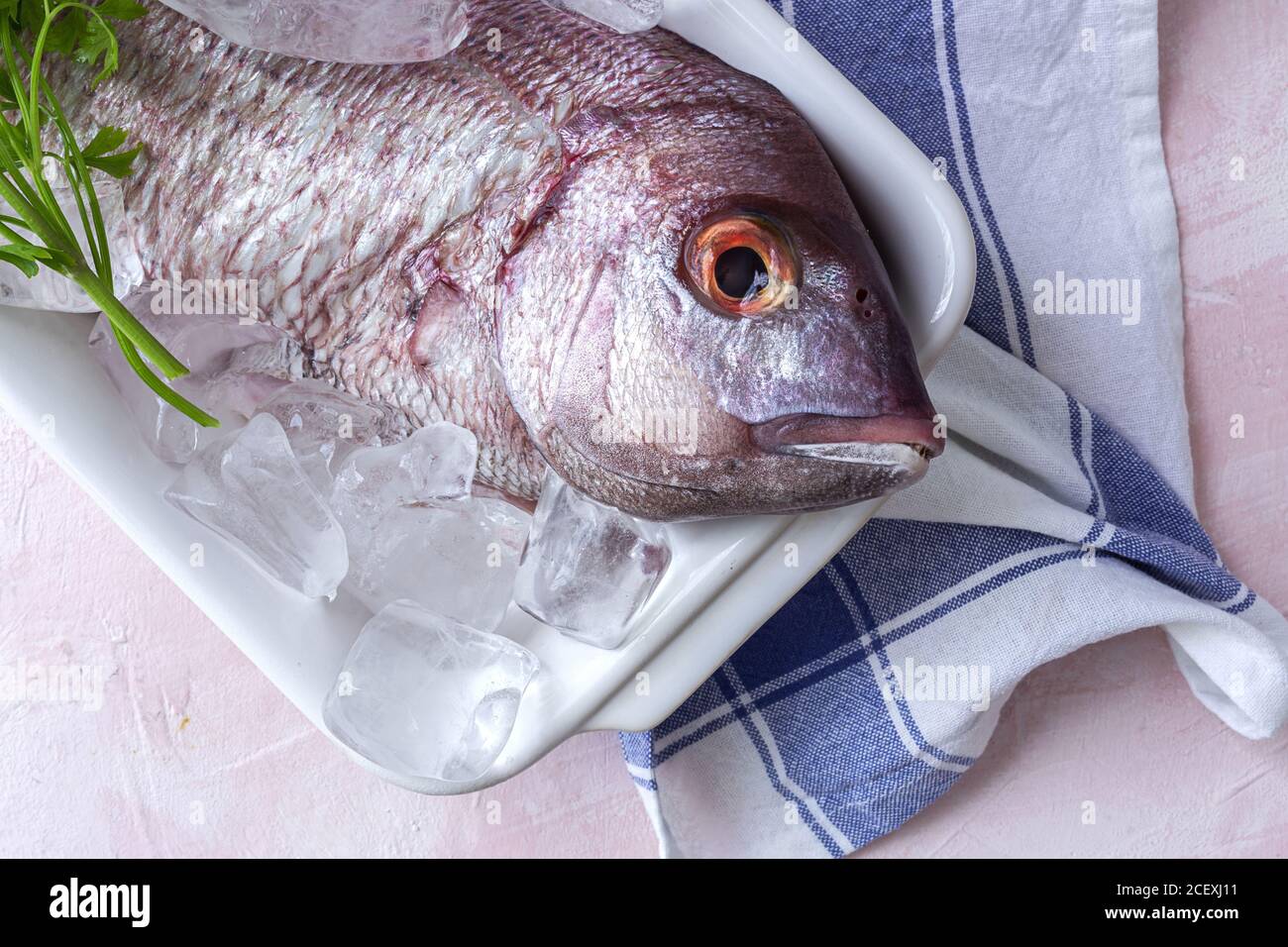 Top view of raw Pagrus major fish in plate with ice cubes and fresh parsley placed on table in cafe Stock Photo