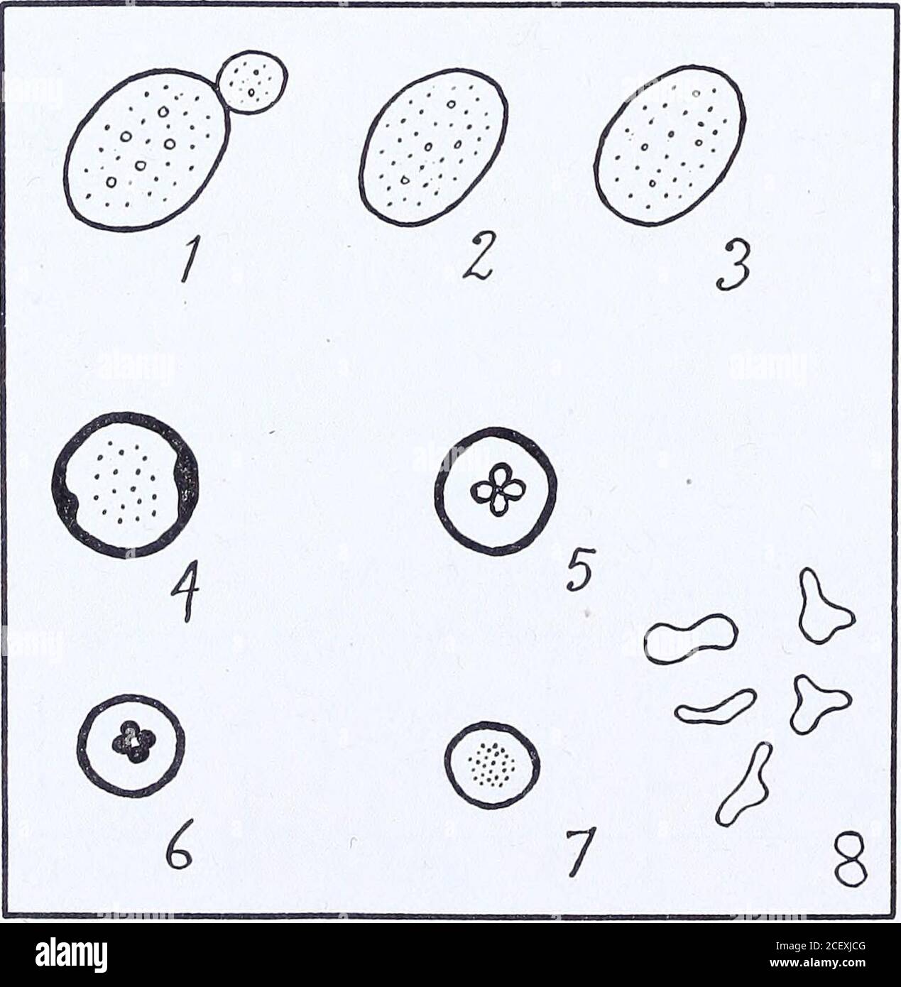 . Toxic and antagonistic effects of salts on wine yeast (Saccharomyces ellipsoideus). .001 .01 .8 1.0 1.2 1.4 Concentration of salt 1.6 1.8 2.0 Fig. 5a.—Curves showing the average relative volumes of yeast cells invarious concentrations of CaCL and MgCl2. The ordinates represent the averagevolume of the yeast cells and the abscissae, the concentrations of KC1 and MgCLused. The ordinate at 0 represents the volume in blank cultures. 78 University of California Publications in Agricultural Sciences [Vol. 3 200 195 100 ^ L* )^  ,N ) c 0 .001 .01 .1 .2 .3 .4 .6 .7 Concentration of salt Fig. 5b.—Cu Stock Photo