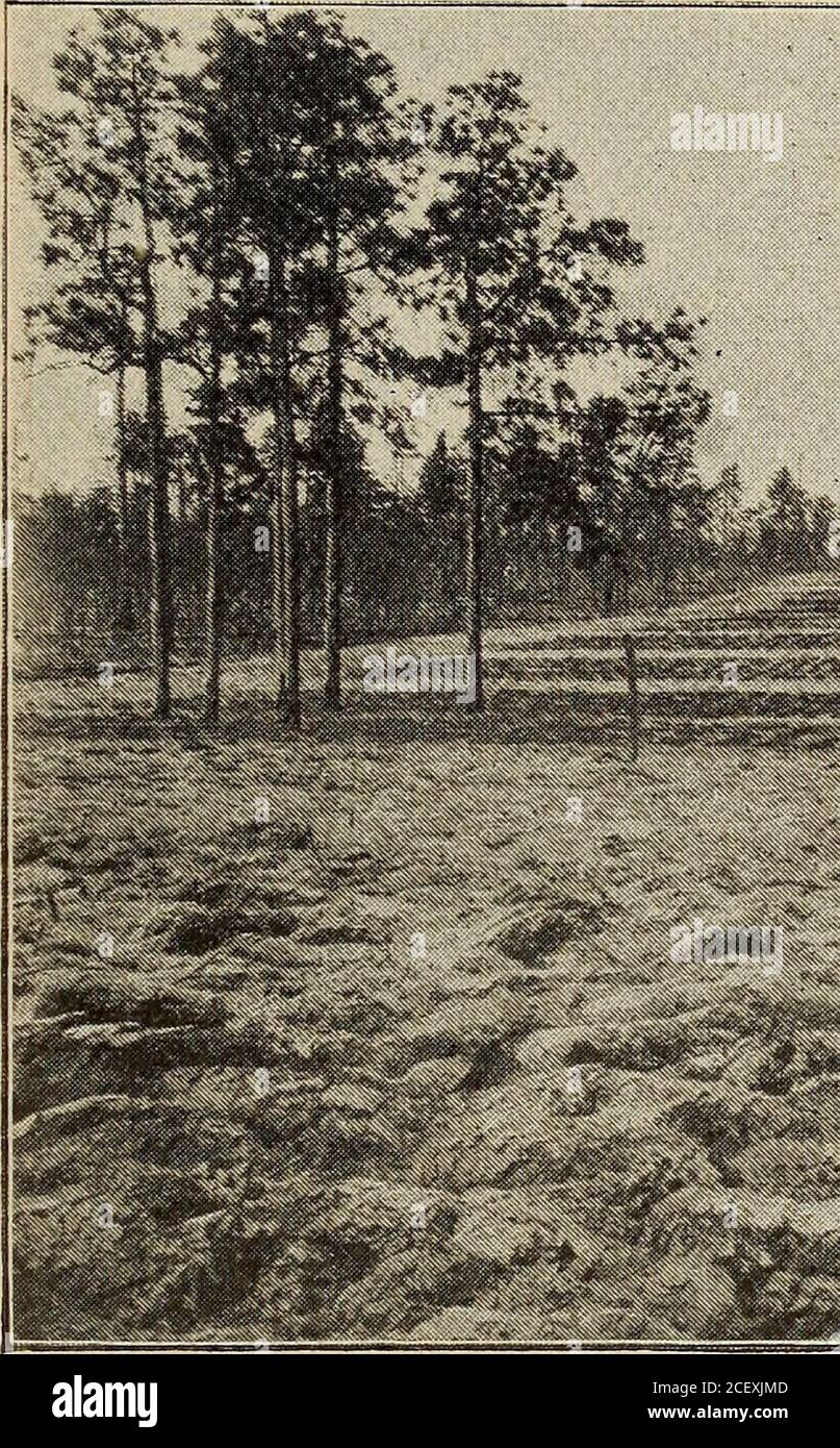 . Annual report of the North Carolina Agricultural Experiment Station. and 25th. The cultivation of the plat after planting was shallow, so that nodamage to the root systems could iesult. The implements used forthe purpose were the Iron Age and Planet Jr. one-horse cultivators.The treatment was repeated at intervals of ten to thirteen days, asthe condition of the soil demanded it, until August 1st. No weedsappeared in any of the plats, except a few Euphorbias and fire-weeds HORTICULTURAL EXPERIMENTS DURING 1895. 183 (Erechtites), but shoots from the roots of the oaks originally upon theland ga Stock Photo