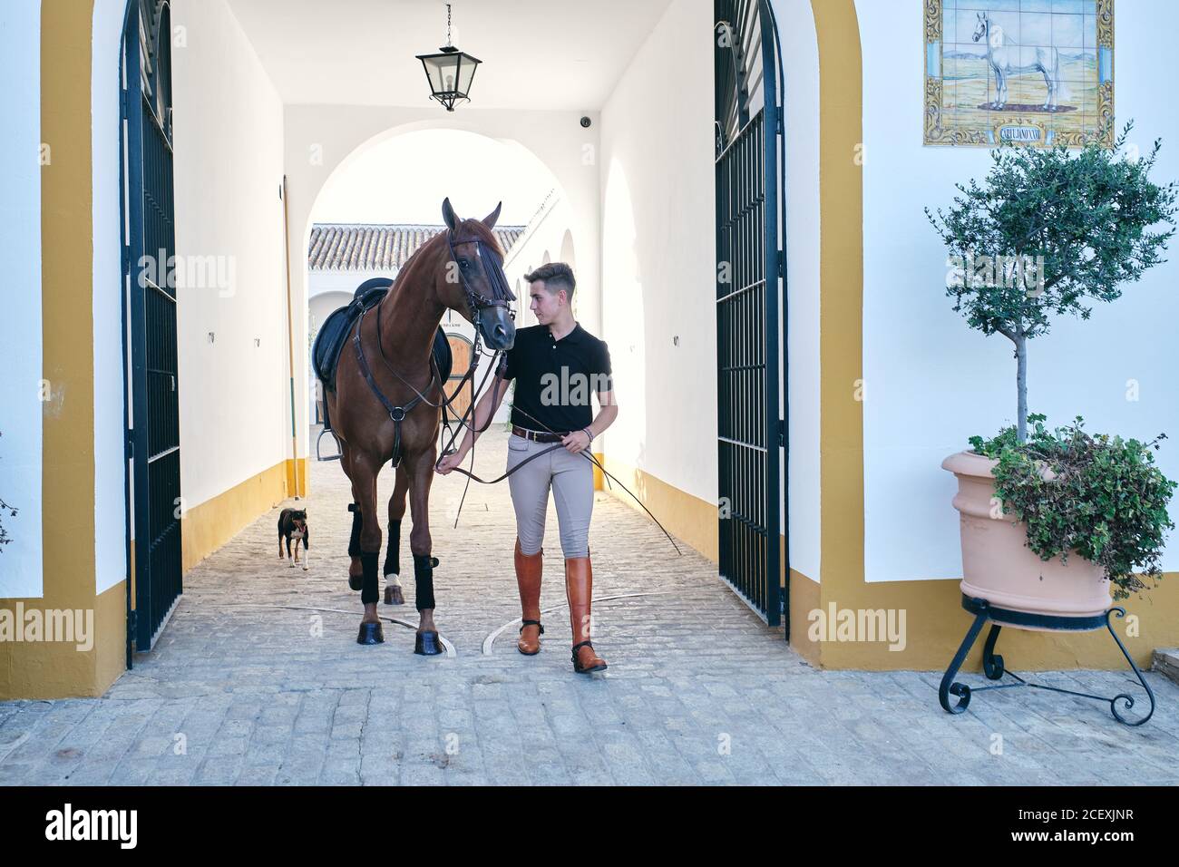Young horseman in riding boots leading chestnut horse for reins through gates on ranch Stock Photo