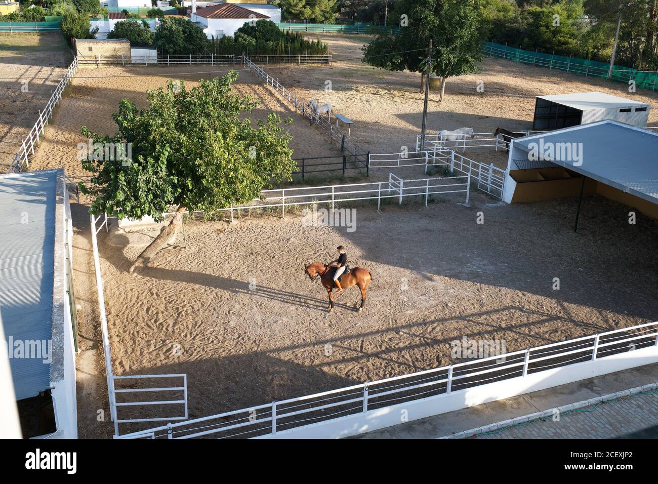 From above side view of male jockey in uniform riding horse during dressage on sandy arena in summer Stock Photo
