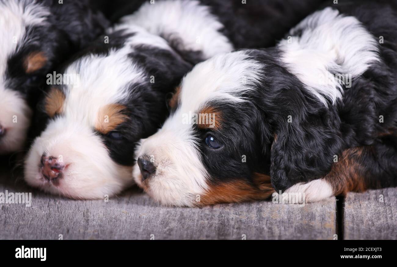 F1 Tri Colored Mini Bernedoodle Puppies Laying On Wood Floor 3 Weeks Old Stock Photo Alamy