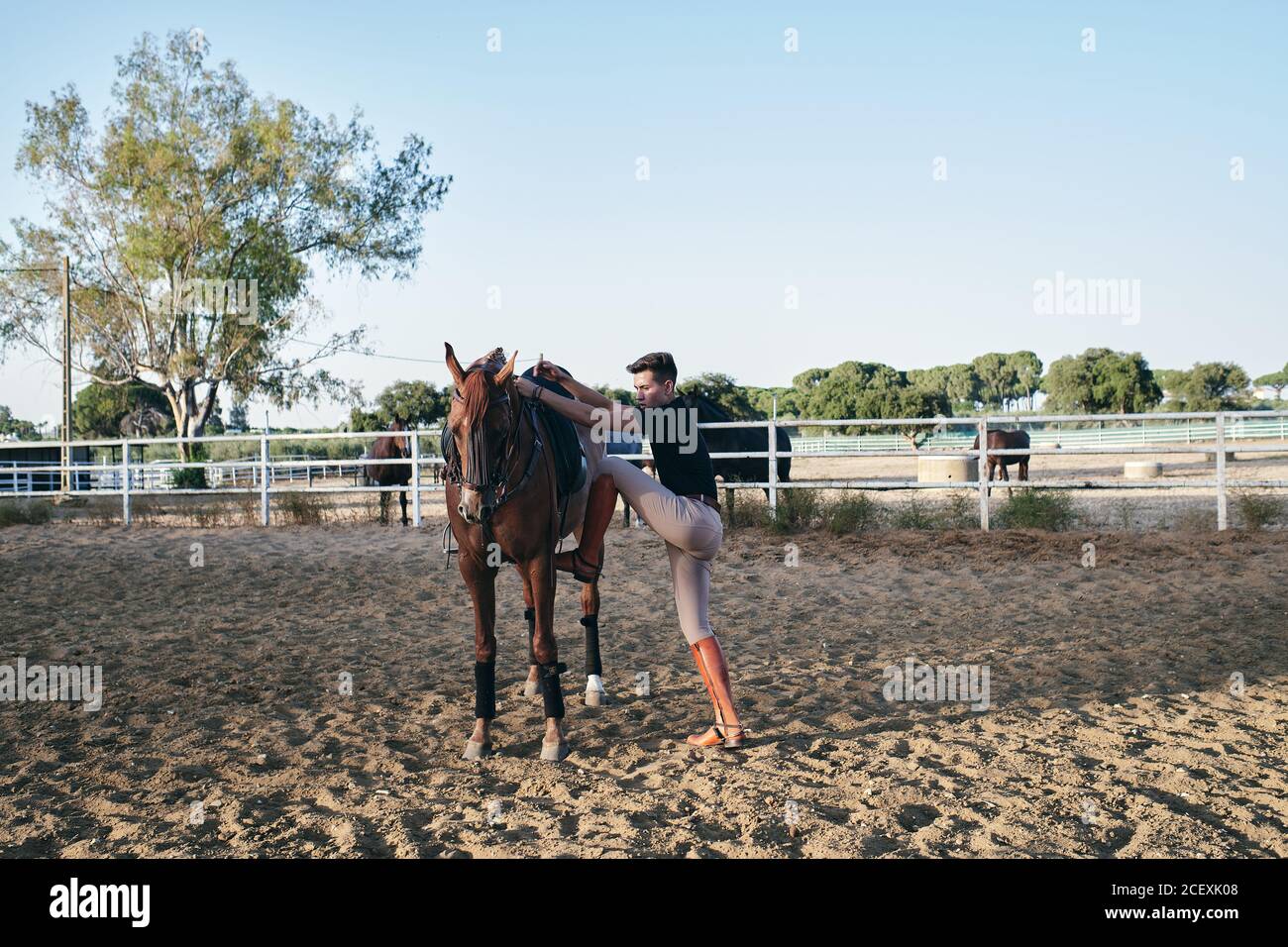 Side view of male jockey in boots riding chestnut horse on sand arena on ranch in summer Stock Photo