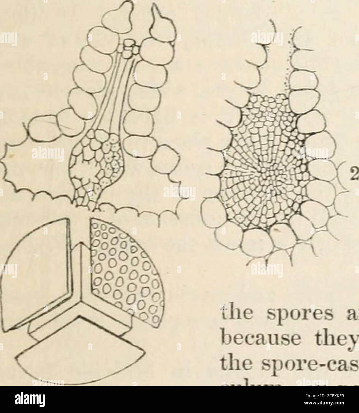 . The vegetable kingdom : or, The structure, classification, and uses of plants, illustrated upon the natural system. w hich, in the latter orders,the spores are dispersed ; and to Split-mosses and Urn mosses,because they want the complicated apparatus which is added tothe spore-cases of those orders, under the form of either an oper-culum, or peristome. According to Endlicher, the Crystahvortspass through Corsmia into the tribe of Liverworts, and l)y Sphsero-carpus into that of Scalemosses. There is a detailed account, byUuger, of the anatomy of Riccia glauca, in the Lmnoeo, vol. xiii. p. 1. Stock Photo