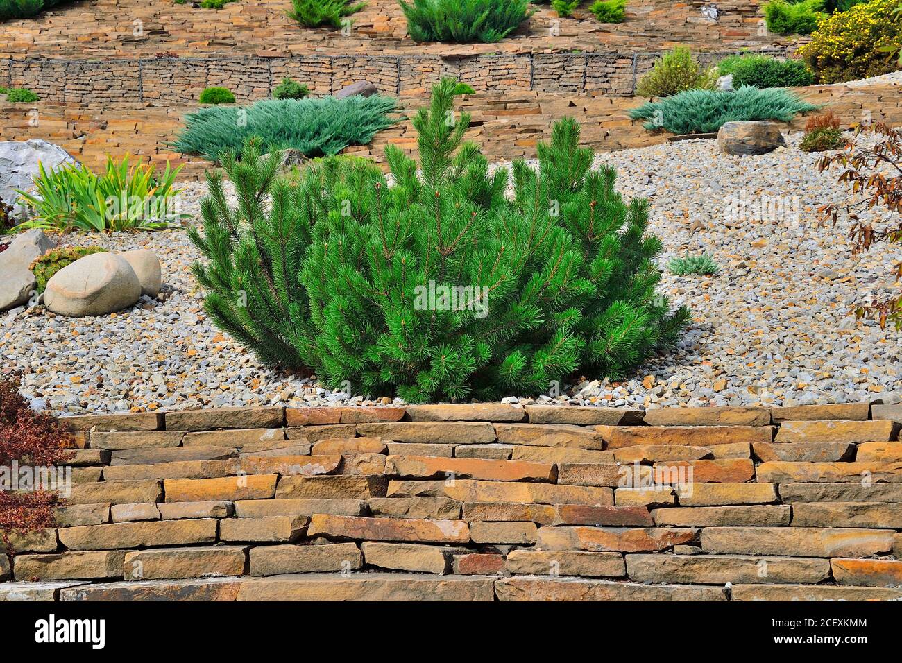 Dwarf bosnian pine tree Pinus leucodermis - decorative undersize evergreen coniferous plant in rocky garden. Gardening, horticulture or landscape desi Stock Photo