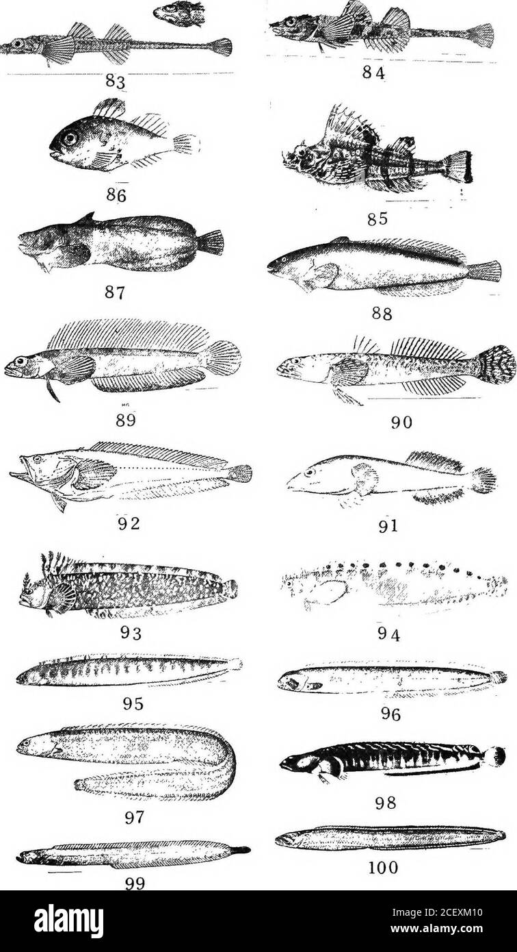 An Annotated List Of Puget Sound Fishes S Gilbert 84 Inky Sea Poacher Averruncus Emmelane Jordan And Starks 85 Four Horned Sea Poacher Hypsagoniis Quadricornis Cuvier And Valenciennes 86 Smooth Lump Sucker Letftoiremis Vinolentis Jordan
