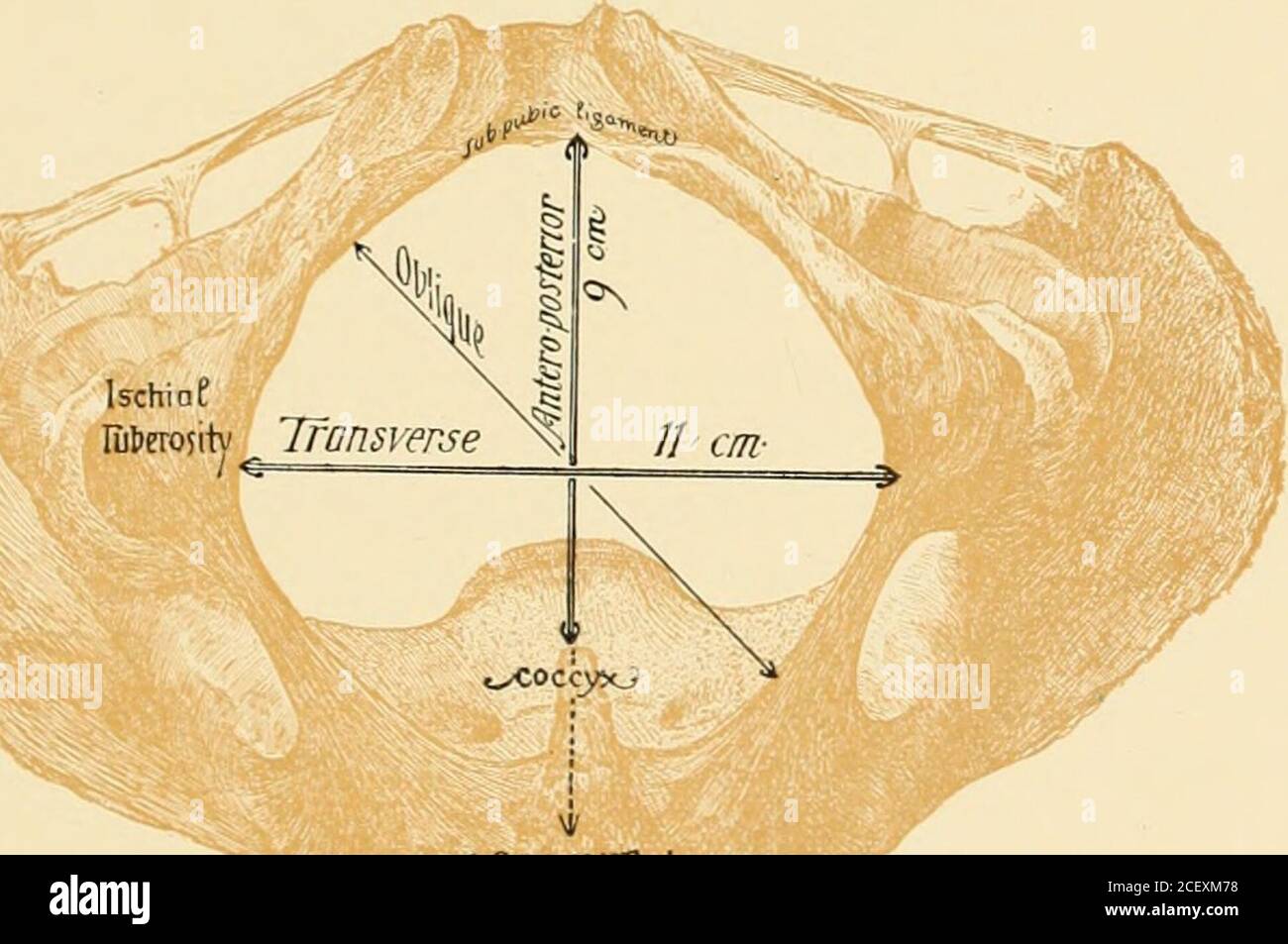 Pectineal line hires stock photography and images Alamy