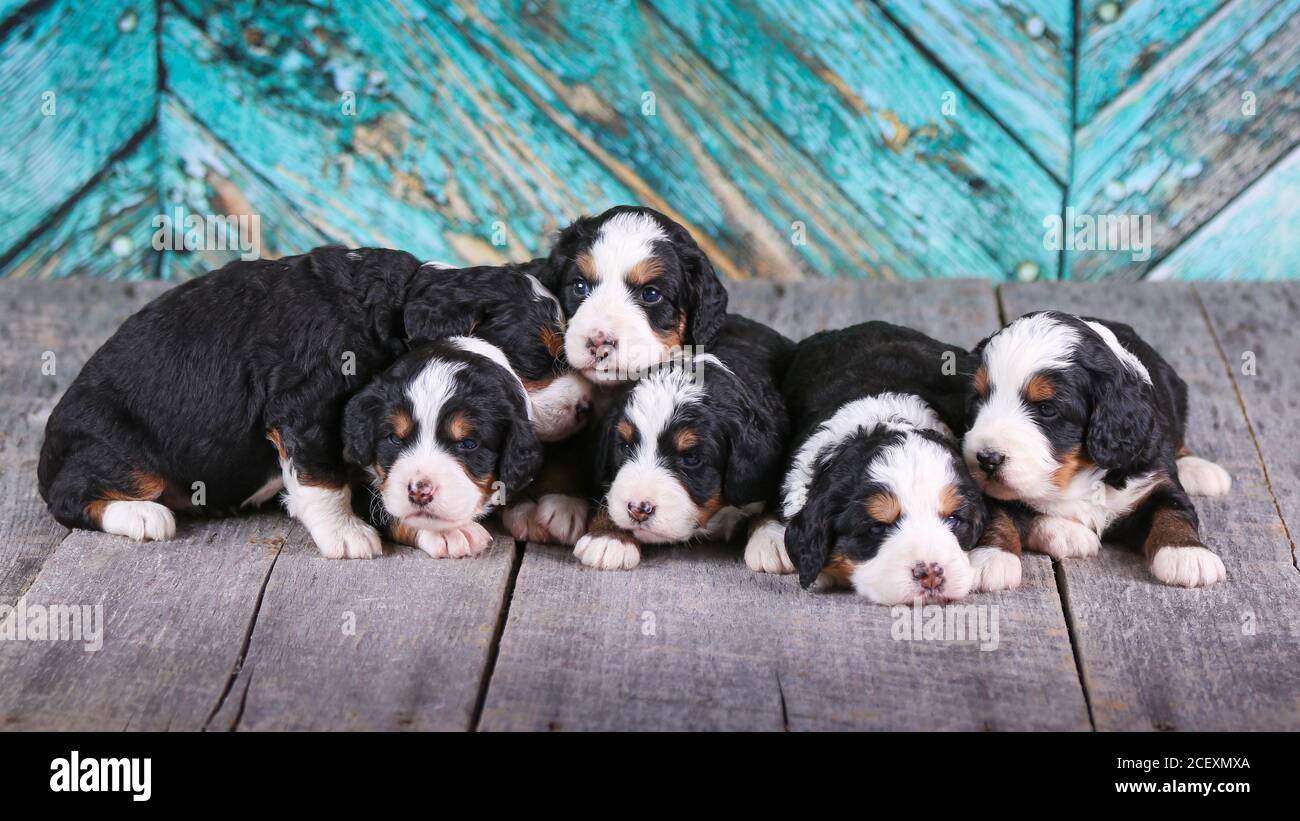 F1 Tri-colored Mini Bernedoodle Puppies laying on wood floor 3 weeks old Stock Photo
