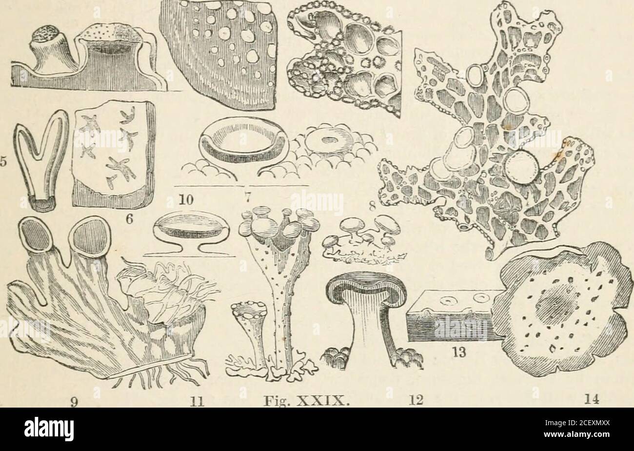 . The vegetable kingdom : or, The structure, classification, and uses of plants, illustrated upon the natural system. en. 6. (1789).—Lichenes, Hoffm. Enumerat. Lichenum, (1784); Acha-rius Prodr. Lichen (1798); Id. Methodus, (1803) ; Id. Lichenogr. Vnivers. (1810) ; DC. Fl. Fr.2. 321. a815) ; Fries in Act. Holm. (1821); Agardh Aph. 89. (1821); Eschioeiler Syst. Lich.(1824) ; Wallroth Naturgesch. der Flechten. (1824) ; Grev. Flora Edin. xix. (1824); Meyer Uberdie Entivickelung, ^c. der Flecht. (1825); Fie Meth. Lich. (1825); Fries Syst. Orb. Veg.22i.(182.5); Martins in Bot. Zeitun&lt;], 193. (18 Stock Photo