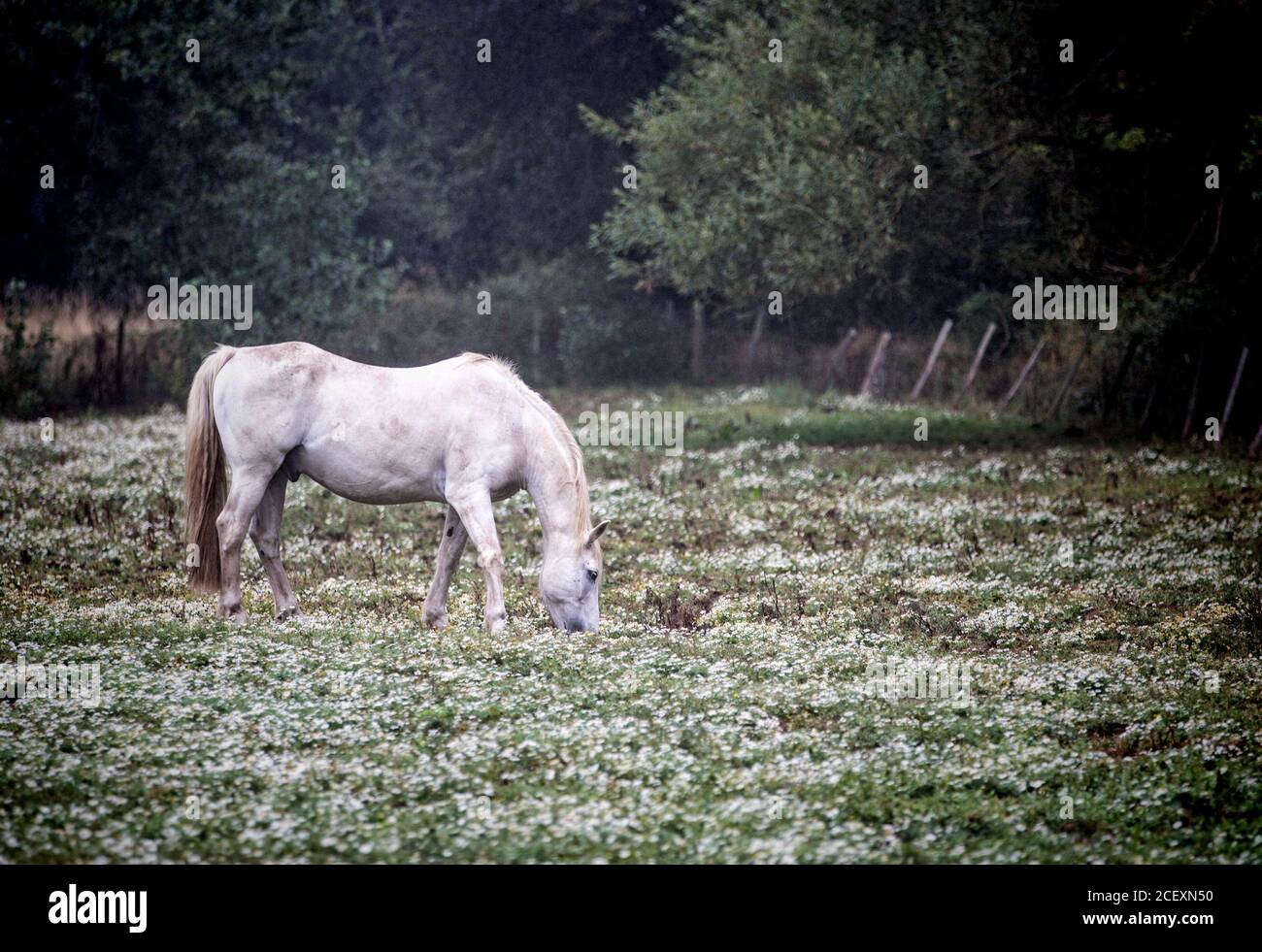 White horse in field of clover hires stock photography and images Alamy