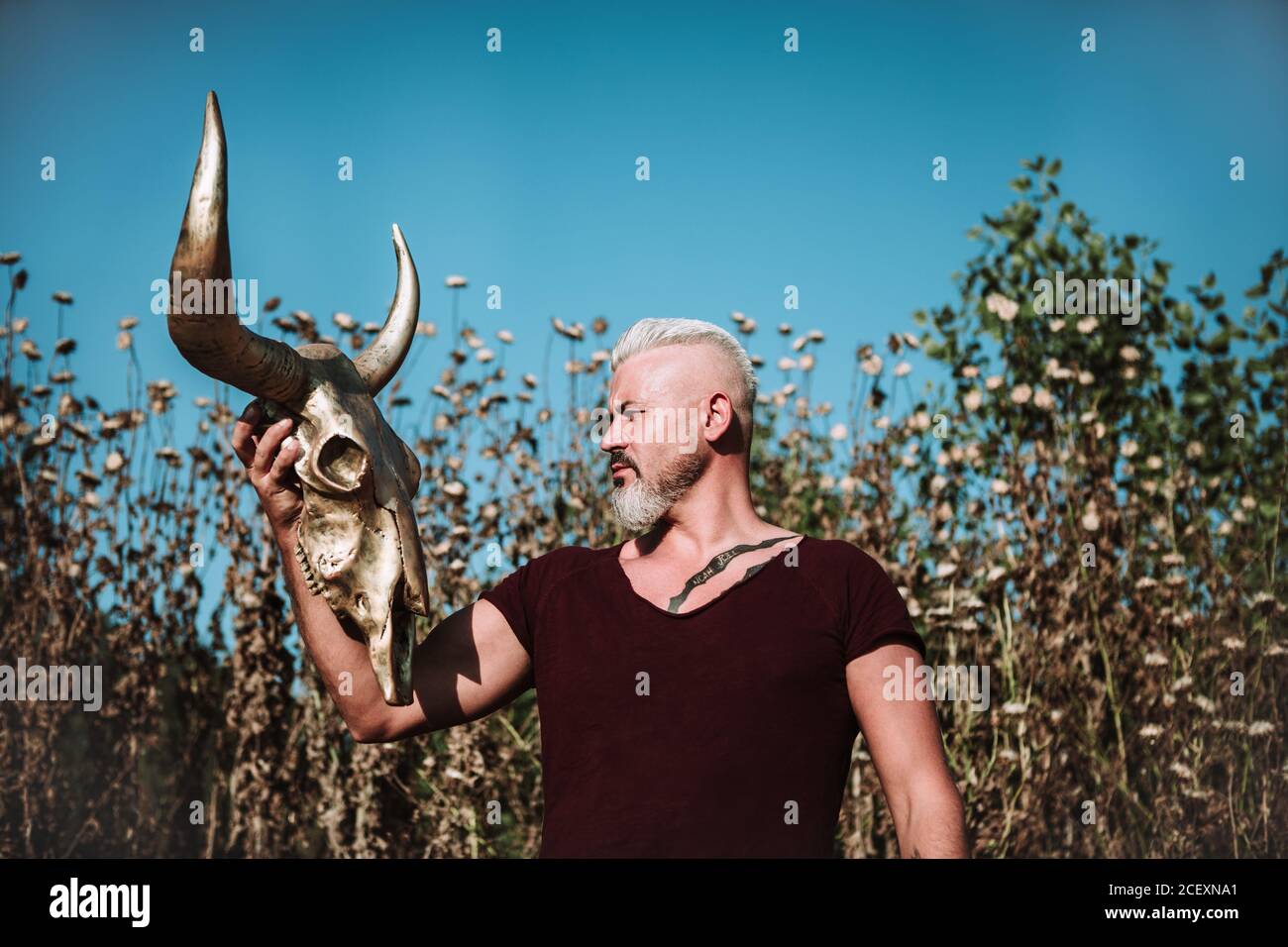 Serious muscular bearded gray haired male with tattoo holding horn animal skull while standing against tall grass and blue sky in nature Stock Photo