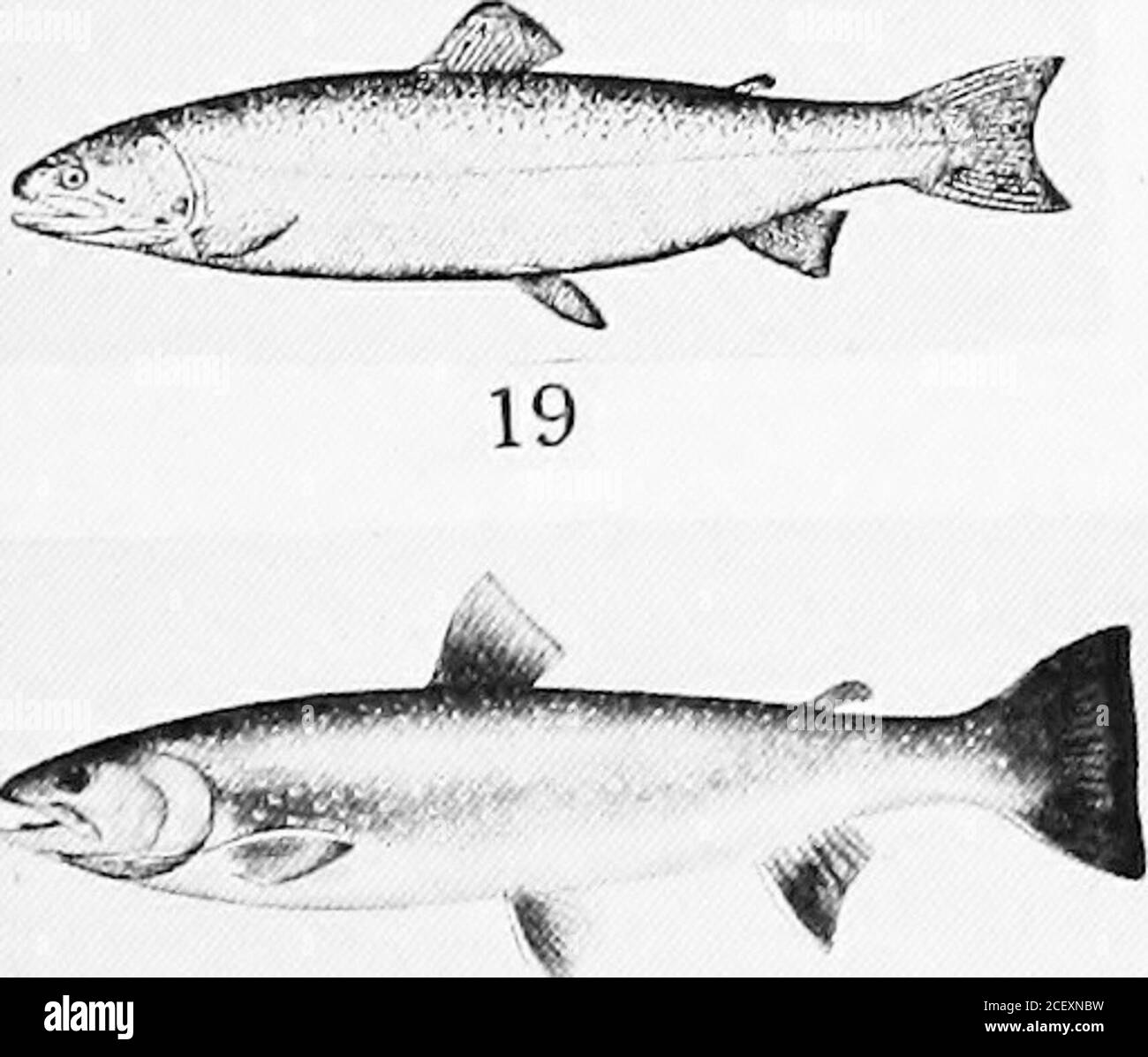 An annotated list of Puget Sound fishes. branch. rows of teeth arepresent in the upper jaw, one row in the lower. The scales are small.The flsh attains a length