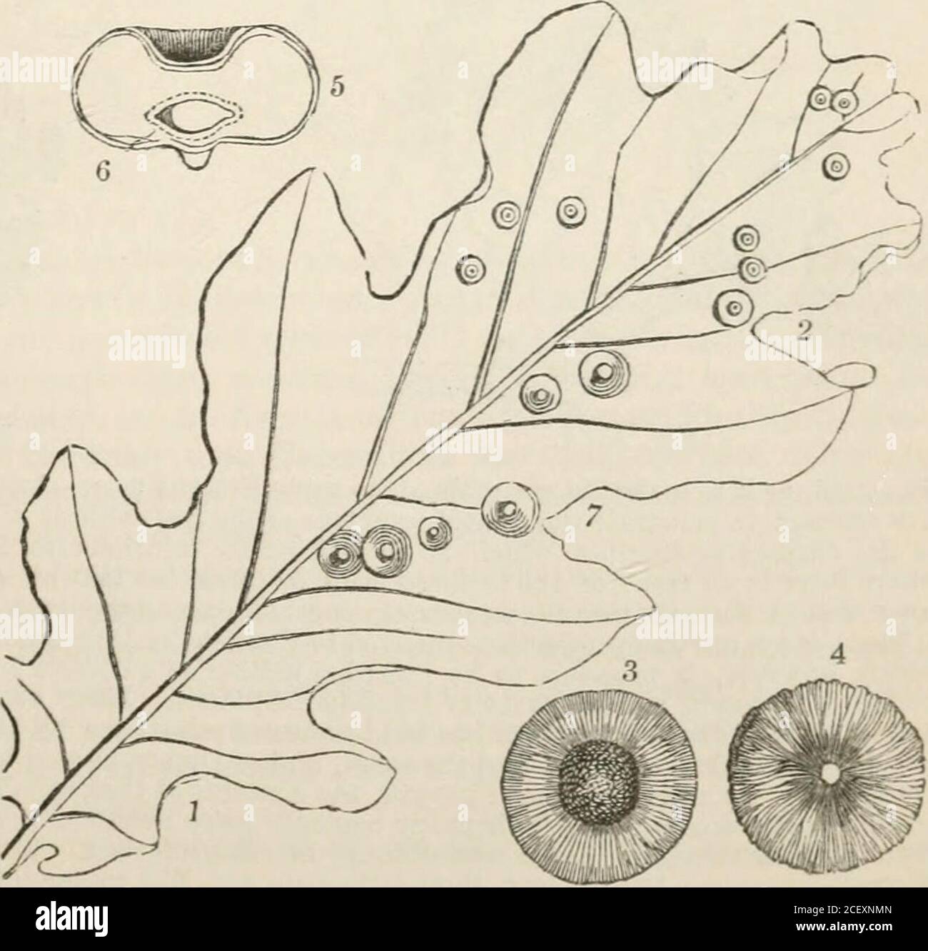 The Vegetable Kingdom Or The Structure Classification And Uses Of Plants Illustrated Upon The Natural System Ough Accom Panied By An Organisation Totallydifferent And It Is This Amongstother Circumstances Which Makesit