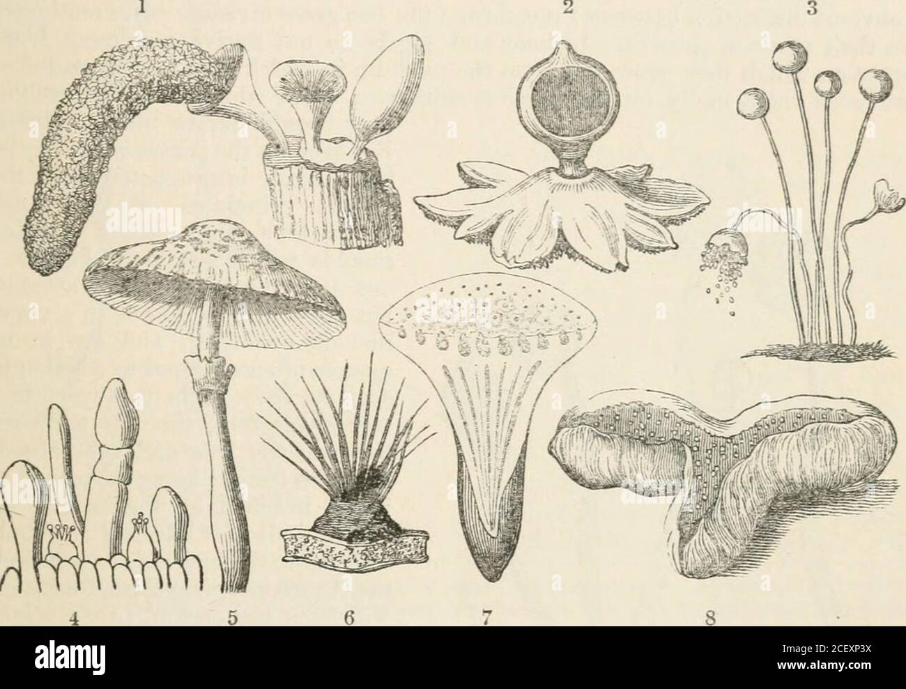 . The vegetable kingdom : or, The structure, classification, and uses of plants, illustrated upon the natural system. l Alliance.* Fungi, Jtiss. Gen. 3. (1789) ; DC. Fl. Fr. 2. 65. (1815) ; Nees das Si/stem der Pilze und Schwdmrne,(1817); Fries Syst. Mycolog. (1821) ; 8yst. Orb. Veg. (1825) ; Elench. Fung. (1828) ; AdolpheBrongn. in Diet. Class. 5. 155. (1824) ; Grev. Scott. Crypt. Fl. 6. (1828) ; Hooker British Flora,457. (1830) ; Berk, in Id. vol. 2. pt.2. (1835); Montagne in Hist, de Cuba Bot. p. 239. (1838-1842),translated, with Notes, in Ann. of Nat. Hist. vol. 9. p. 1. by Berk. (1842; ; Stock Photo