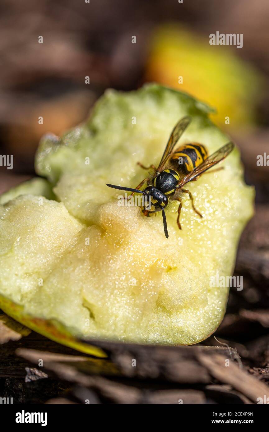 Yellow jacket wasp eating sweet apple that has fallen from the tree and