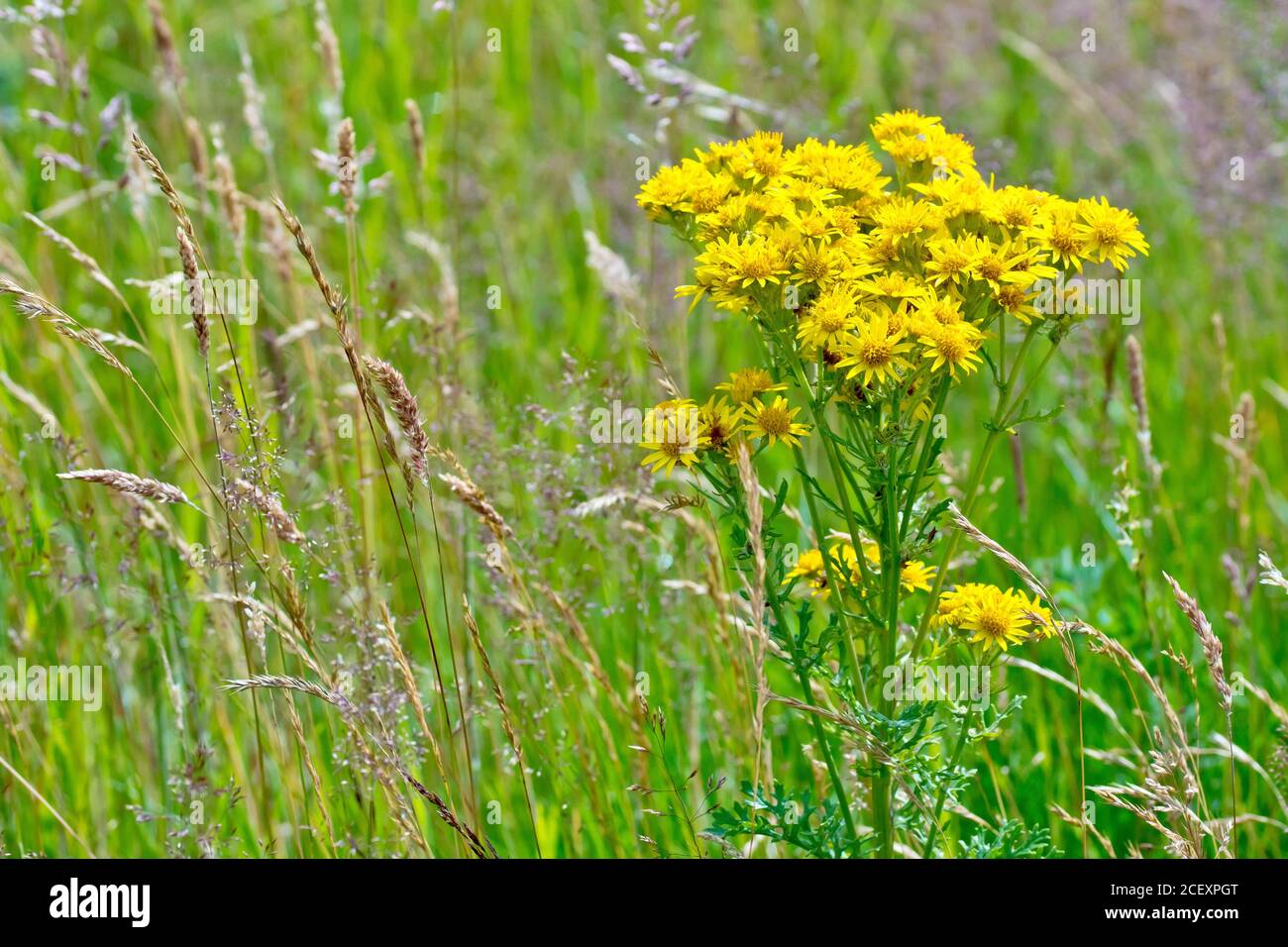 Common Ragwort (senecio jacobaea), close up of a single flowering plant growing amongst the grasses at the edge of a field. Stock Photo