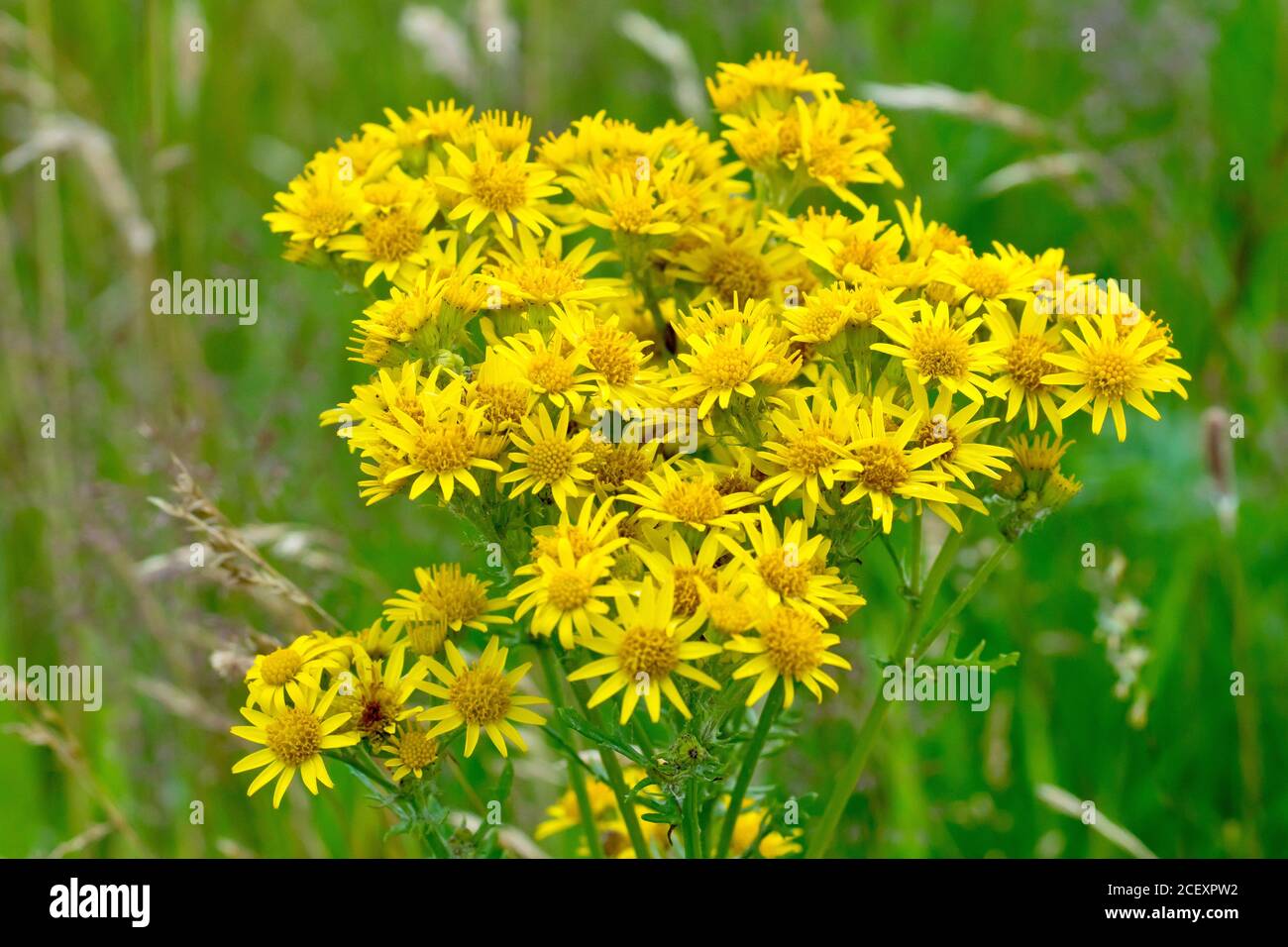 Common Ragwort (senecio jacobaea), close up of the top of the plant showing the many yellow flowers it produces. Stock Photo