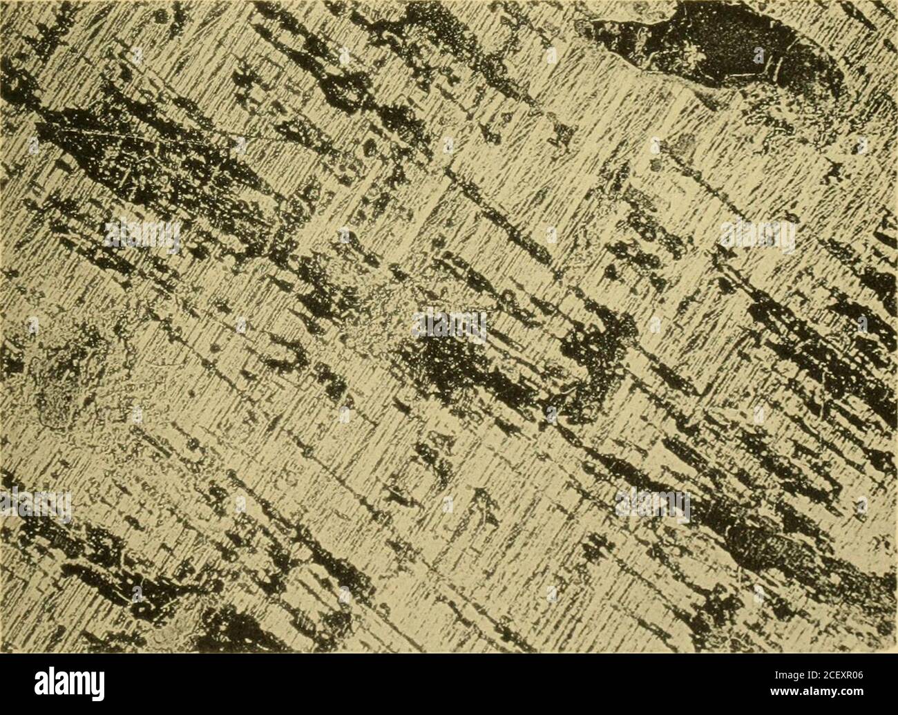 Banded appearance hi-res stock photography and images - Alamy