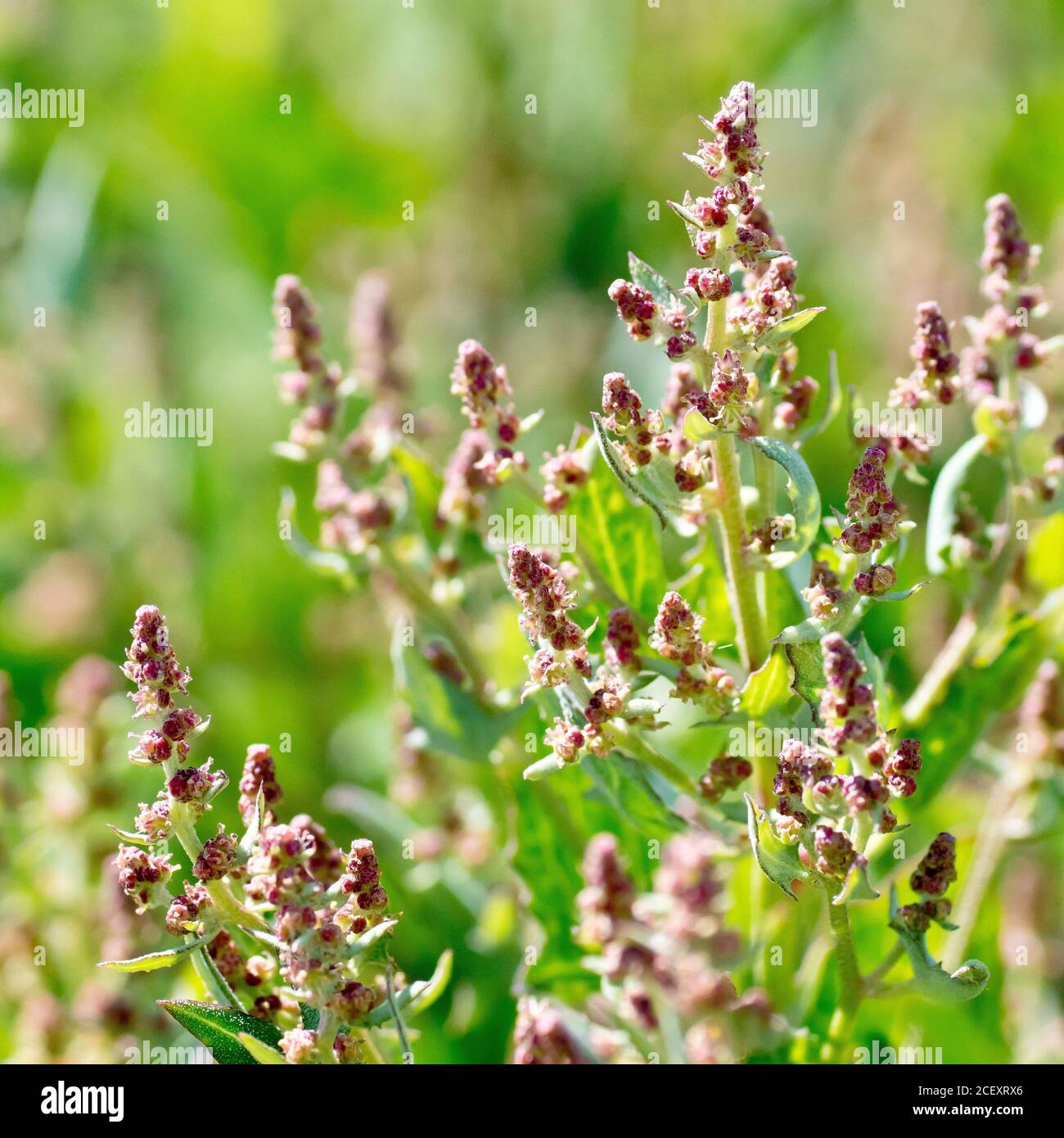 Spear-leaved Orache (atriplex prostrata), close up showing the flowering tips of the common coastal plant. Stock Photo
