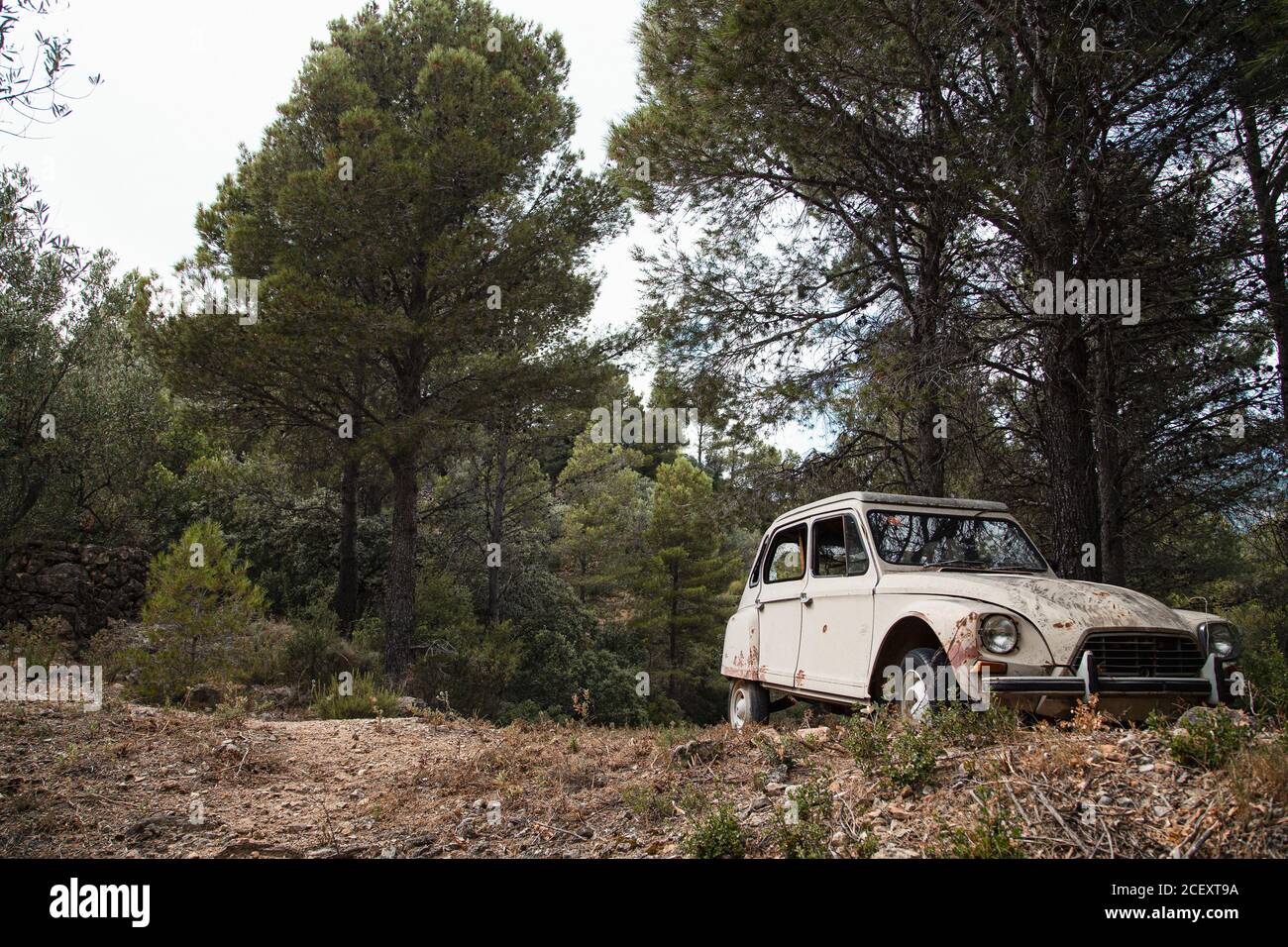 White rusty old fashioned car with broken windows located in green forest Stock Photo