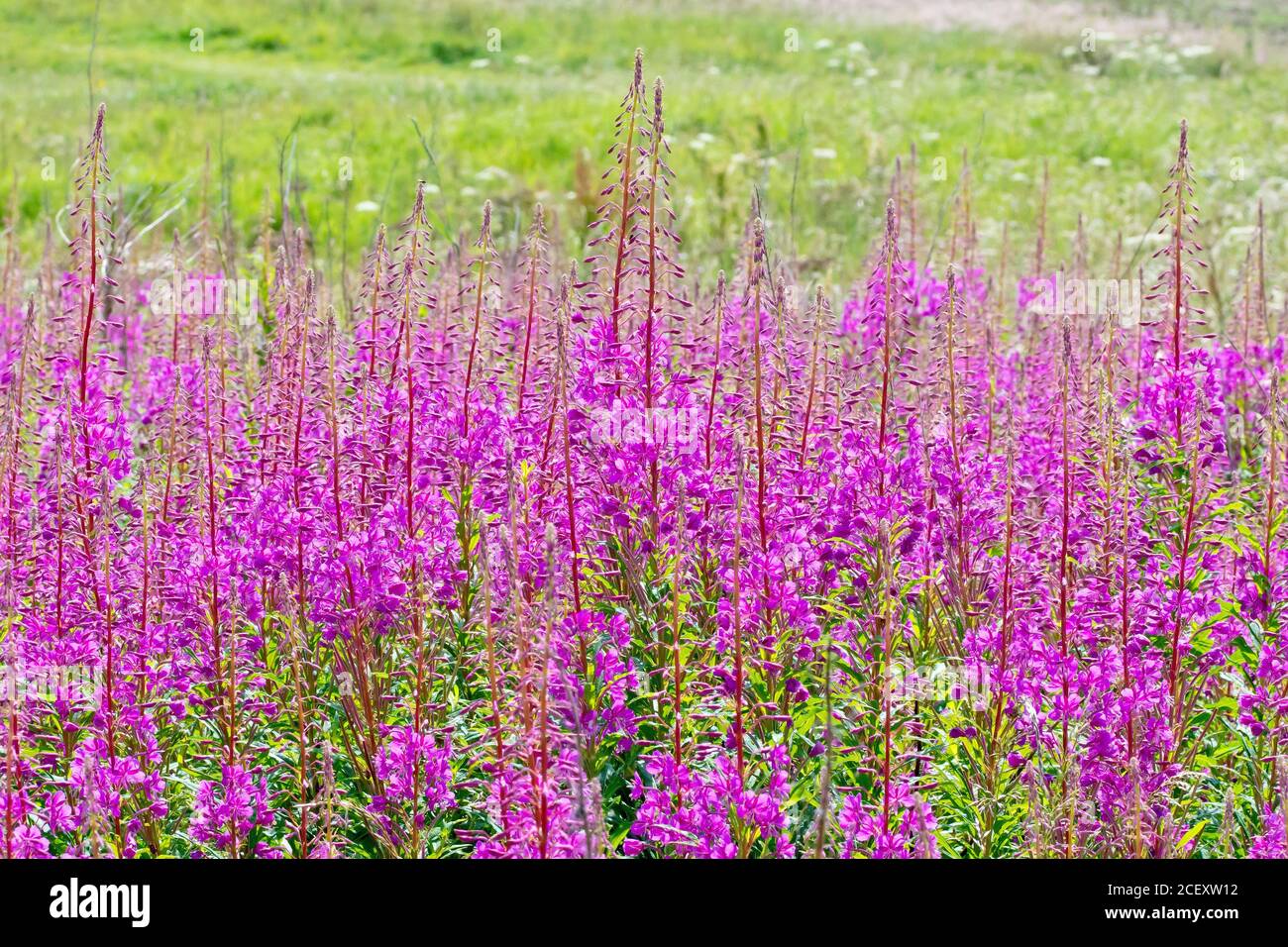 Rosebay Willowherb (epilobium, chamaenerion, or chamerion angustifolium), a stand of the tall pink flowers at the edge of a field. Stock Photo