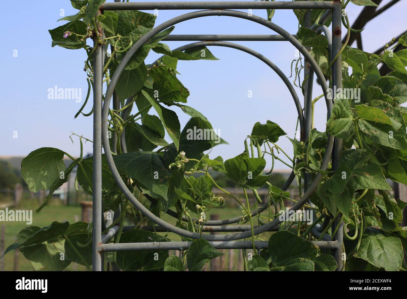 Climbing french beans growing through an ornamental plant support Stock