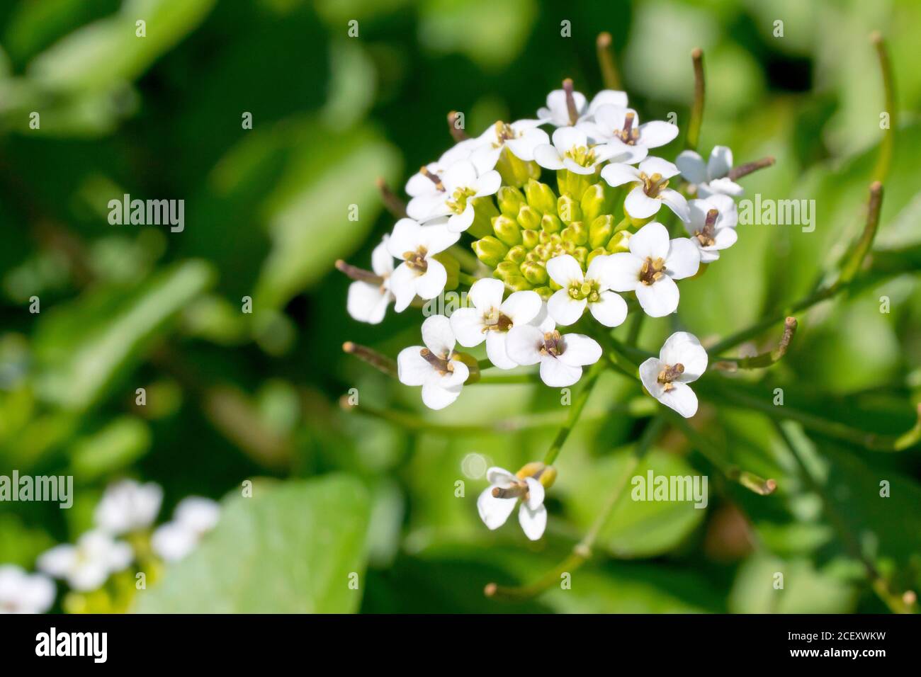 Watercress (nasturtium officinale), close up showing a single flower head with developing seed pods. Stock Photo
