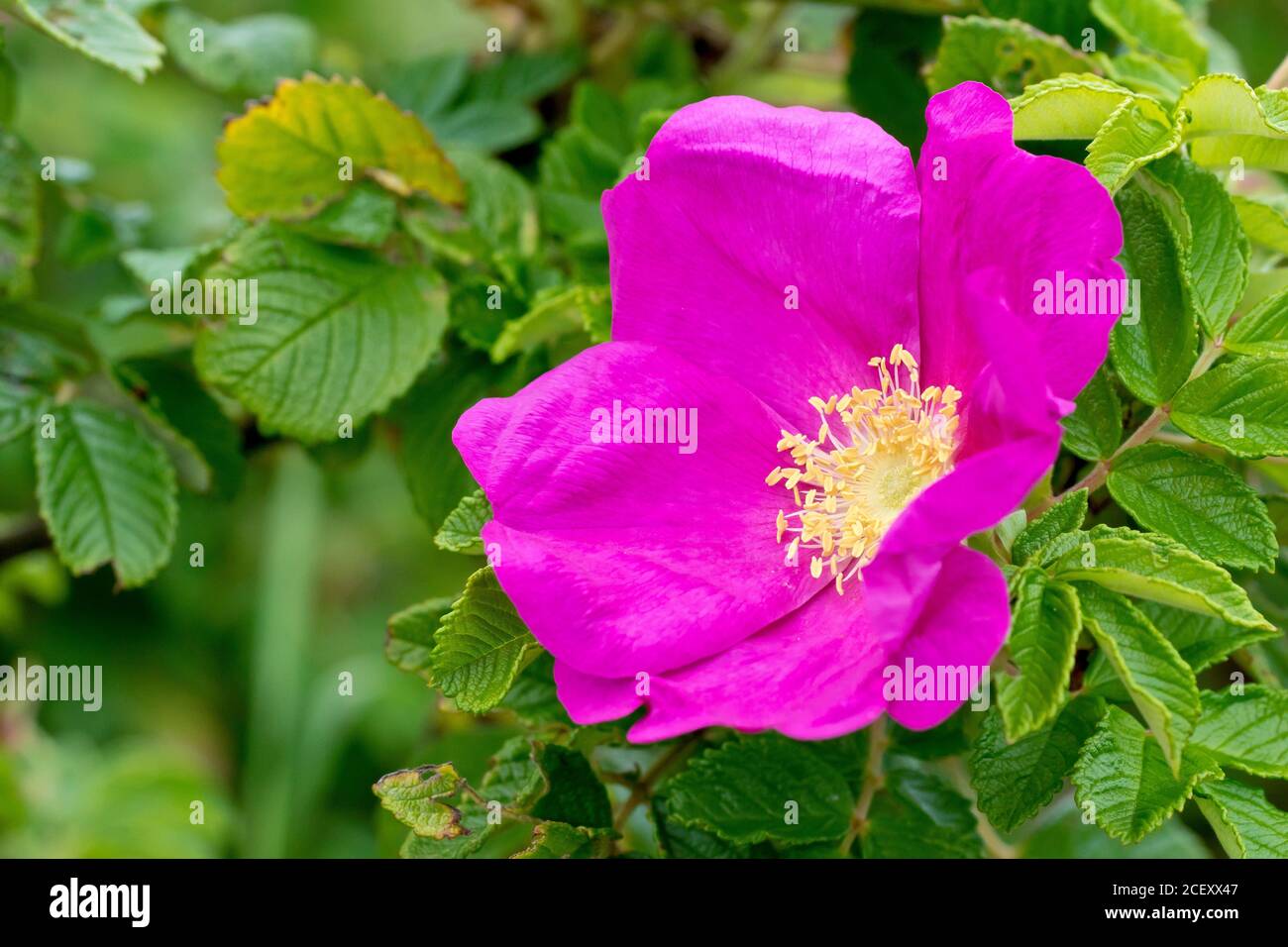 Wild Rose (rosa rugosa rubra), also known as Japanese Rose, close up of a single flower with leaves. Stock Photo
