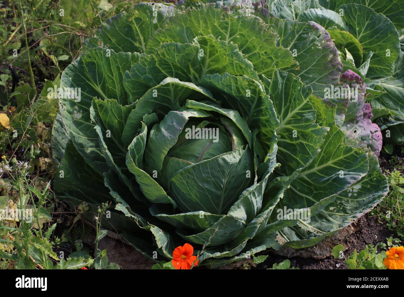 Landscape of a very large cabbage brassica, in the garden surrounded by nasturtiums Stock Photo