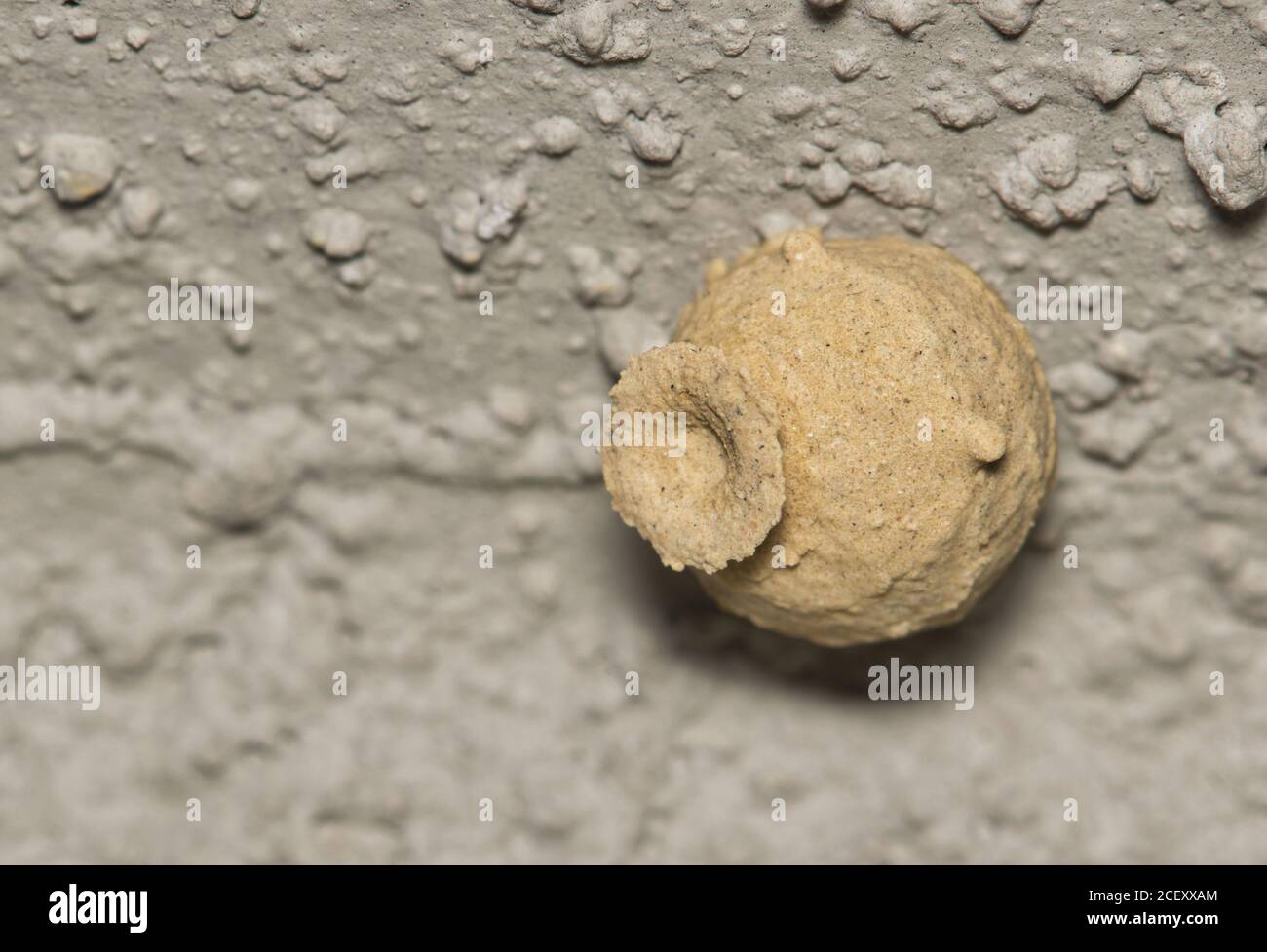 Potter wasp nest made of mud attached to a wall exterior. Also called Mason wasps. Macro image with copy space. Stock Photo