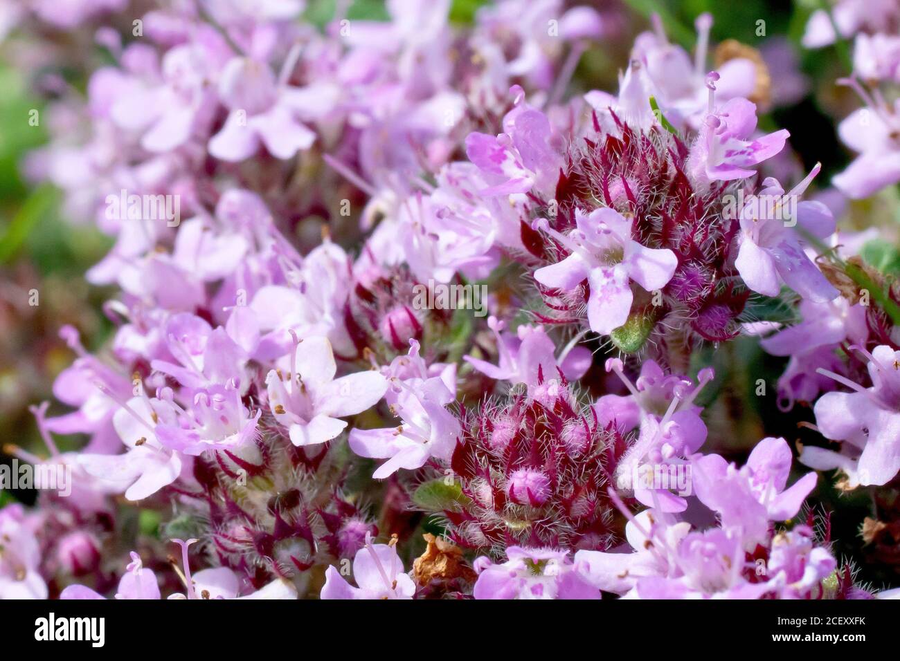 Wild Thyme (thymus polytrichus), close up showing the tiny pink flowers