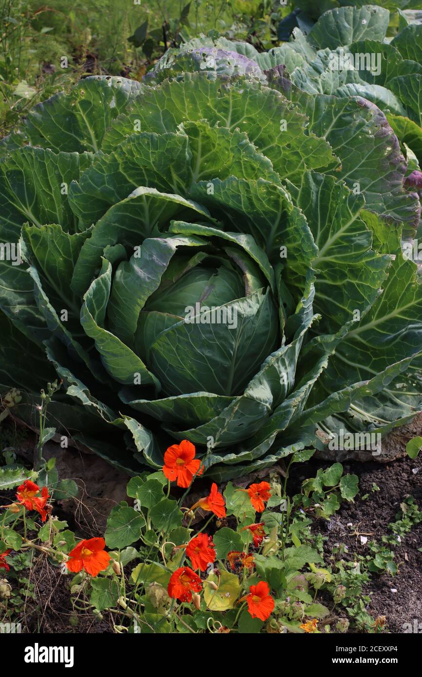 Portrait of a very large cabbage brassica, in the garden surrounded by nasturtiums Stock Photo