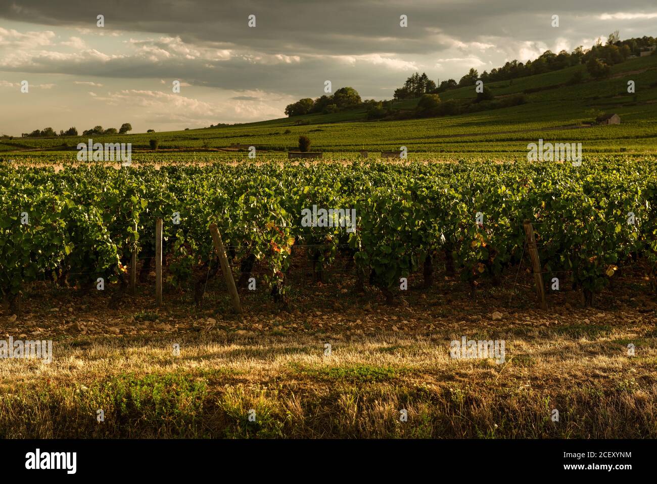 Beaune france vineyard hires stock photography and images Alamy