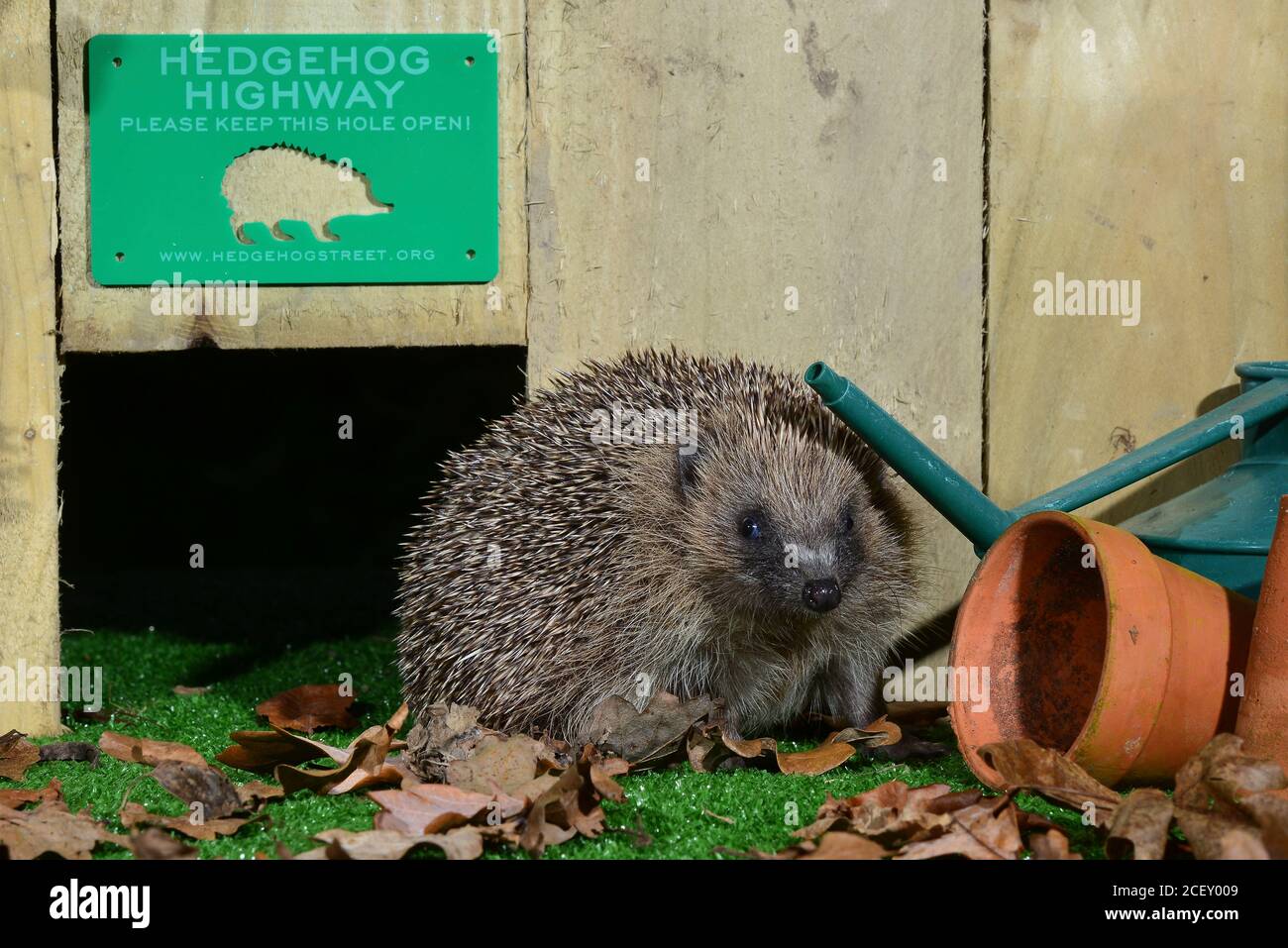 adult hedgehog passing through gap in wooden fence in garden. Dorset