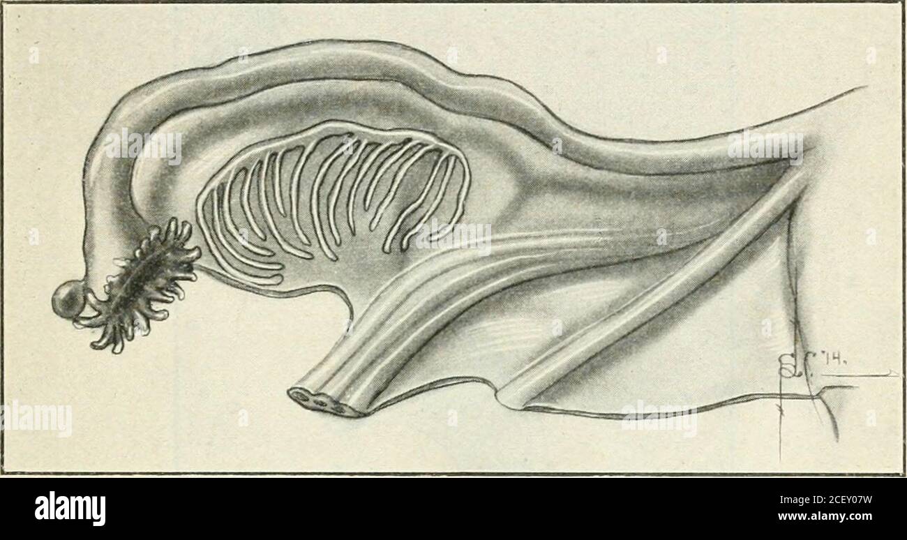 Ovarian artery hires stock photography and images Alamy