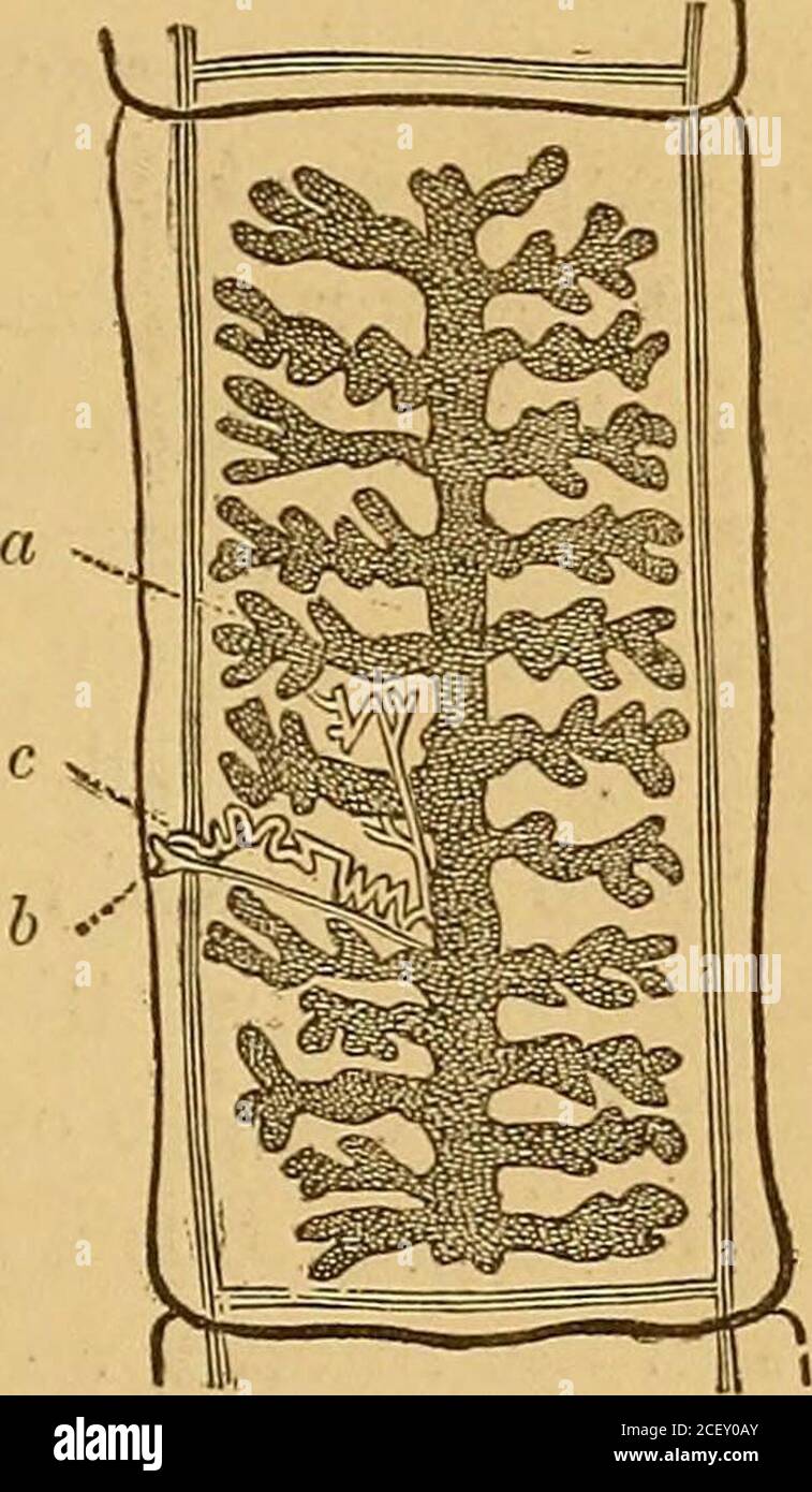 . The external and internal parasites of [man and] domestic animals. Figure 50.—Young tapeworm from measles of pork; and Fig. 51, head of same,more enlarged; Hearth and Home, after Owen. Figure 52.—Pork tape-worm (Tccnia soHum). less than natural size; Hearth andHome, after Owen. PARASITES OF ANIMALS. 71 , measles in pork (Figure 49). These are cavities or cystsproduced by inflammation, containing whitish fluid and enclos-ing small, bladder-like, translucent, vesicles, filled with a wateryfluid, and which contain the proper head and neck of the youngworm coiled up spirally in the interior in a Stock Photo