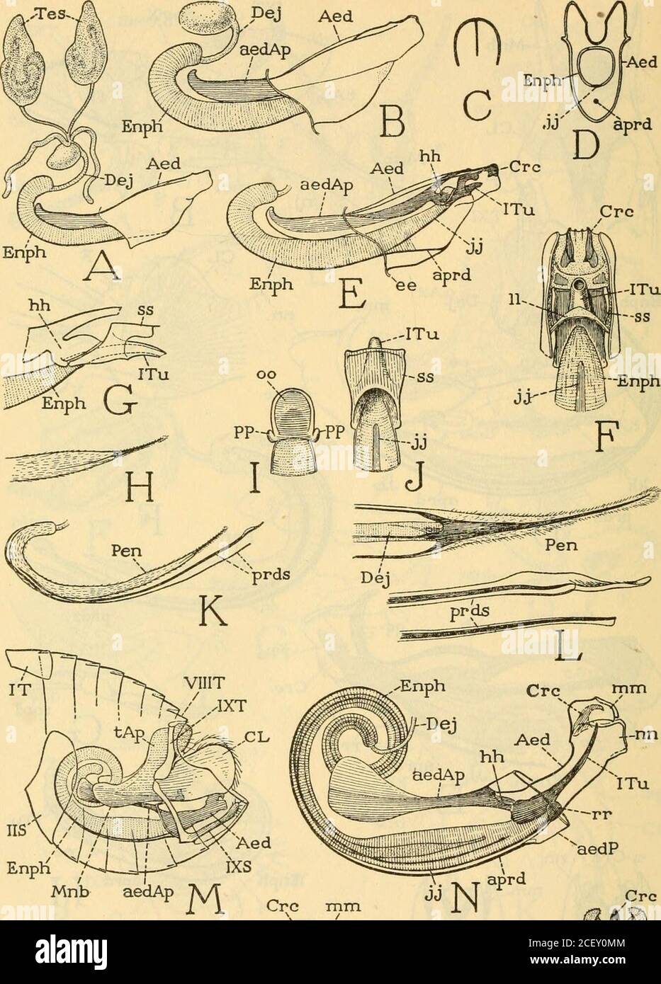 . Smithsonian miscellaneous collections. The Male Genital claspers and the intromittent Organ (For explanation, see page 87.) SMITHSONIAN MISCELLANEOUS COLLECTIONS VOL. 104, NO. 18, PL. 19. ^  AedEnpri ^&gt;-jL Ji--^^ IXSMnb aedAp M Stock Photo