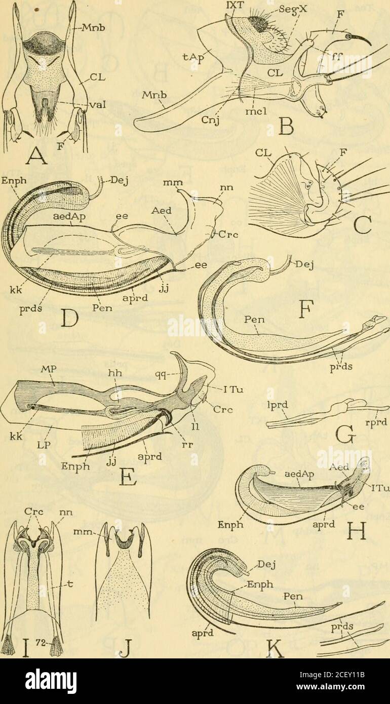 . Smithsonian miscellaneous collections. The Male Genital. Claspers (F@r explanation, see page 87.) SMITHSONIAN MISCELLANEOUS COLLECTIONS V9L. 104, NO. 18, PL. 18 -Ses;x F. The Male Genital claspers and the intromittent Organ (For explanation, see page 87.) SMITHSONIAN MISCELLANEOUS COLLECTIONS VOL. 104, NO. 18, PL. 19 Stock Photo